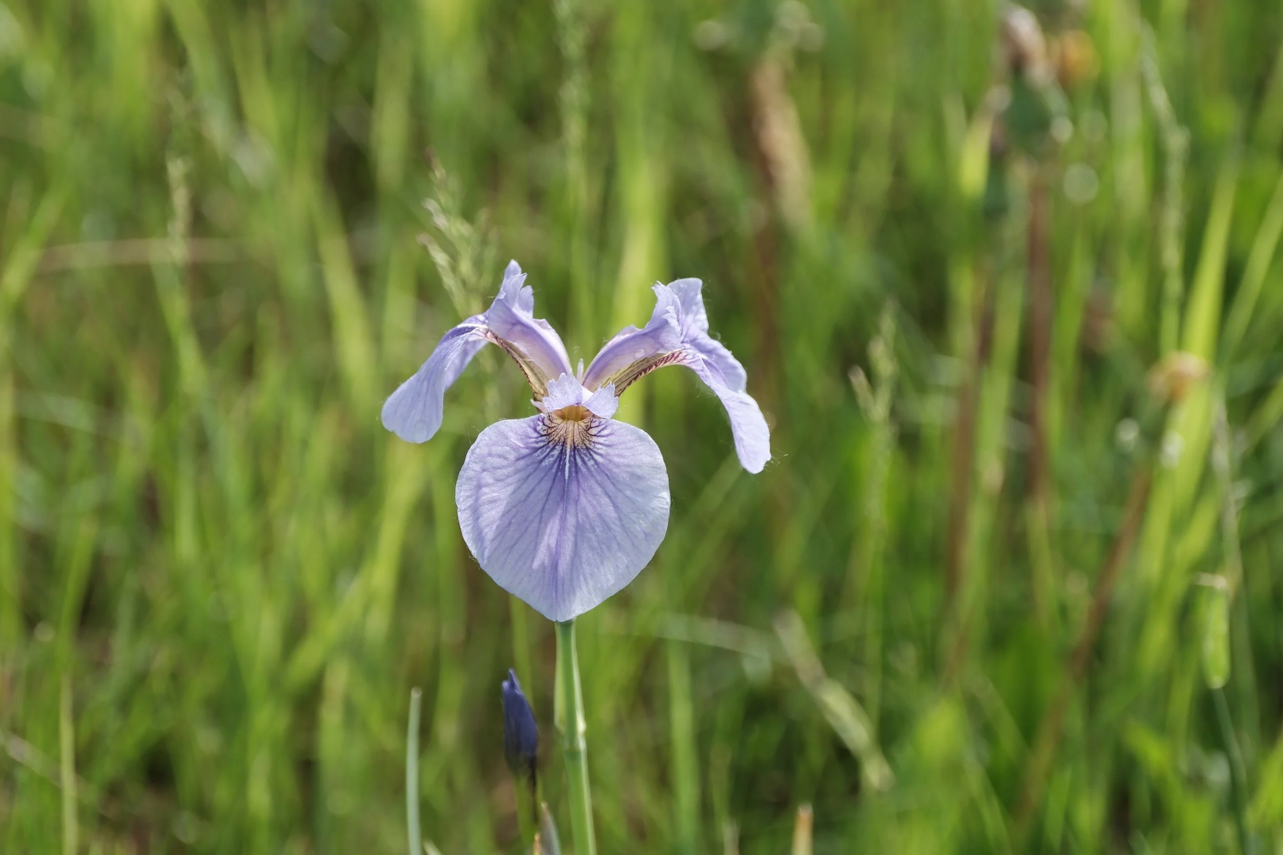 DSCF2791.JPG