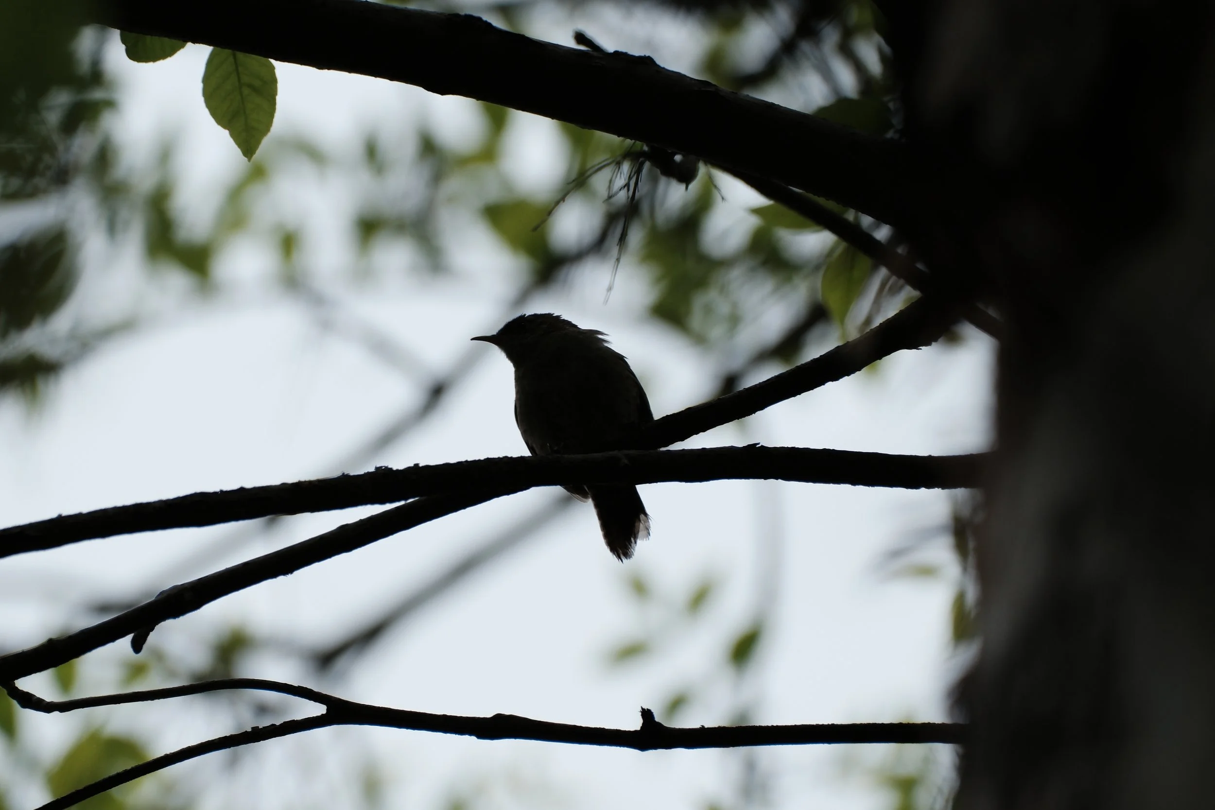 DSCF1747.JPG
