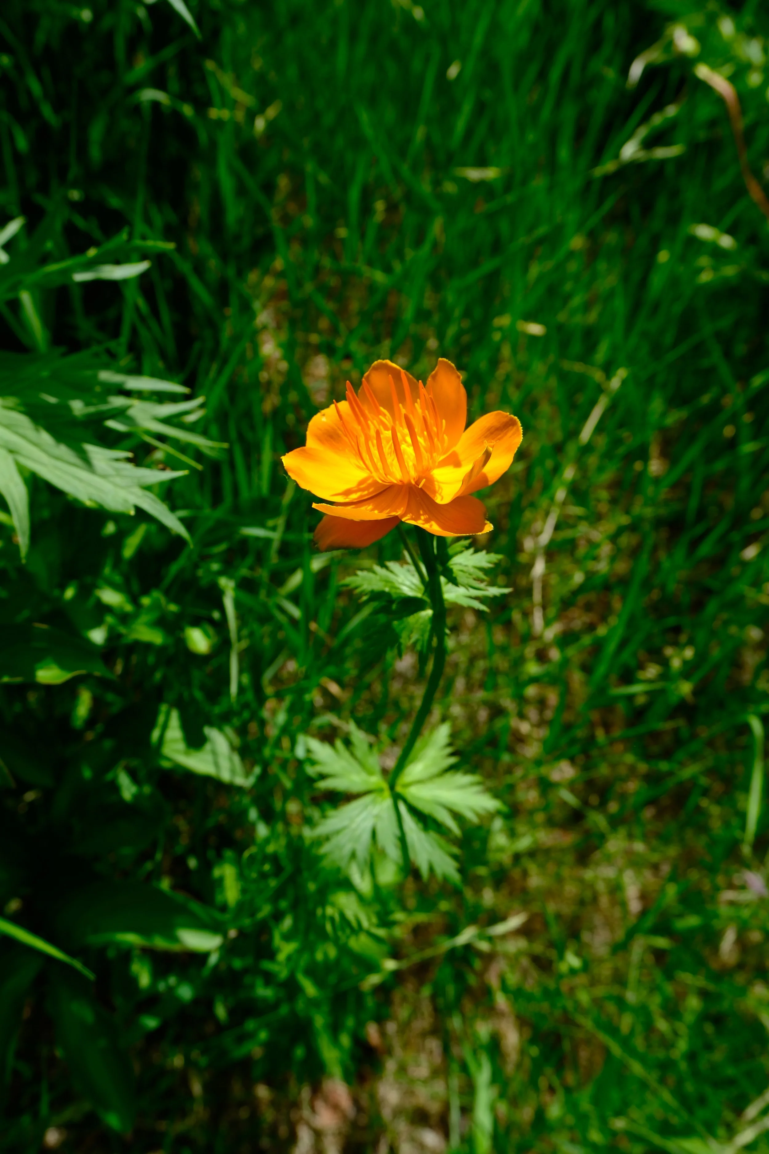 DSCF2935.JPG