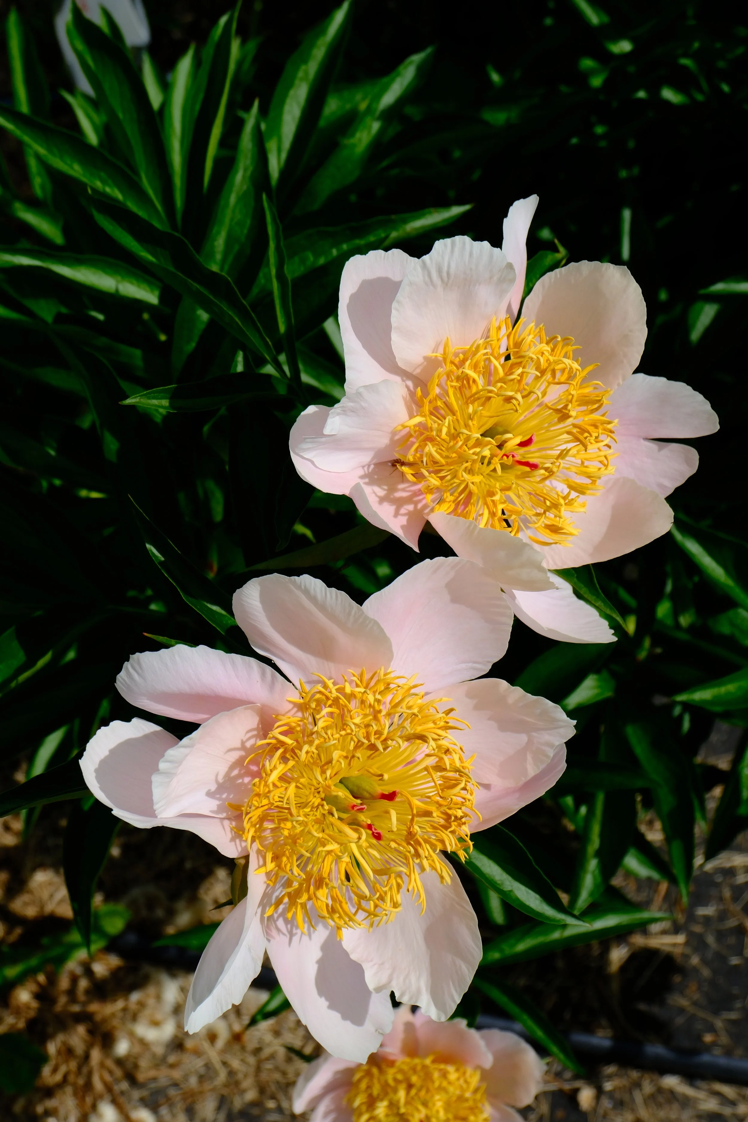 DSCF2945.JPG