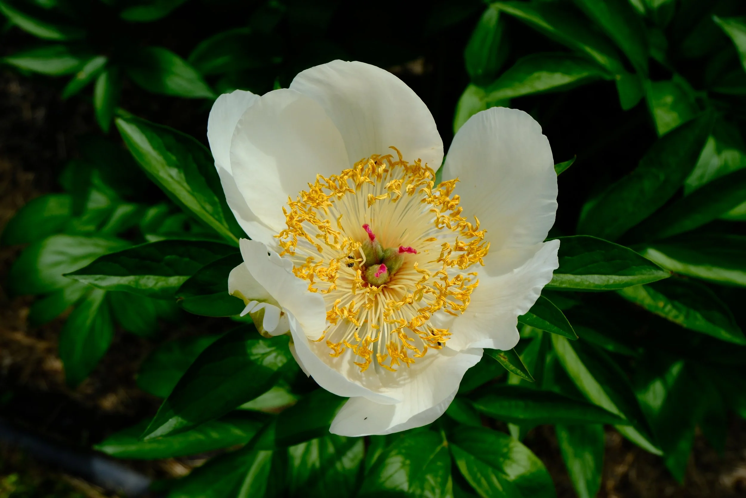 DSCF2954.JPG