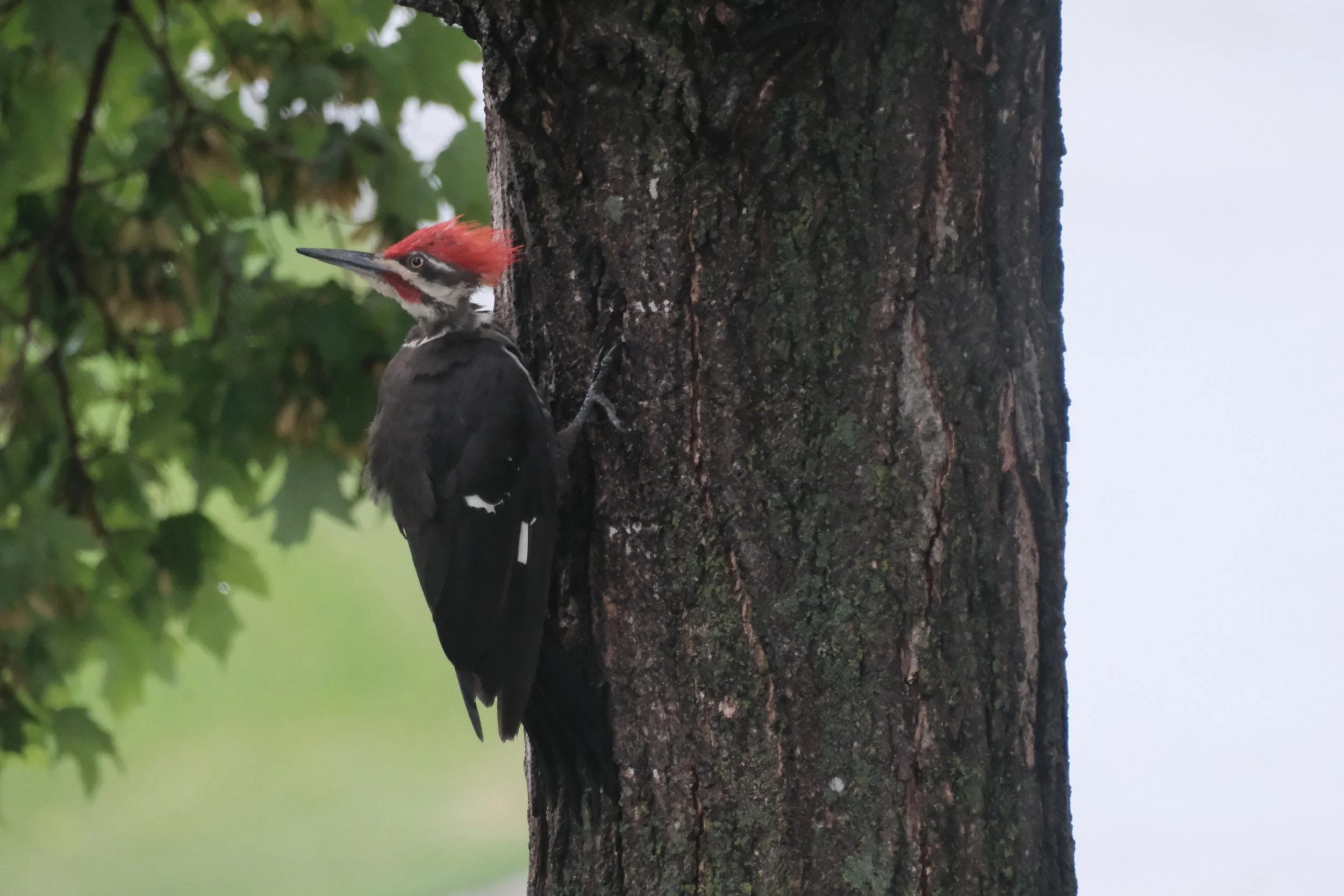 DSCF5049.JPG