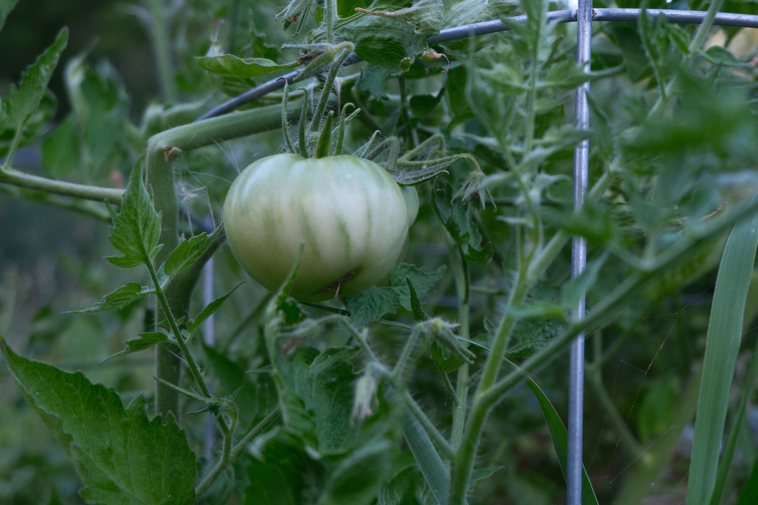 DSCF4975.JPG