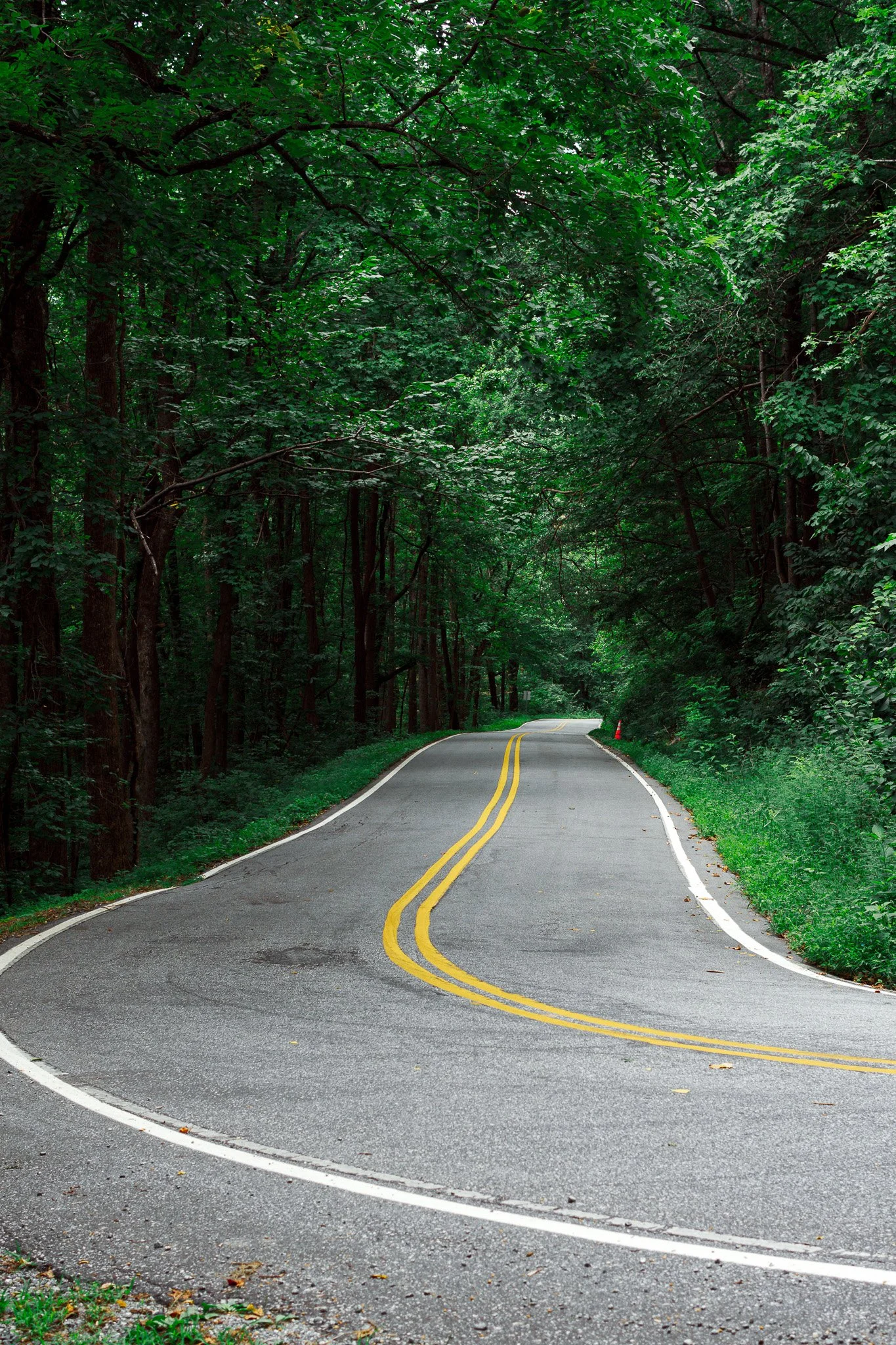 A winding two-lane road with double yellow lines, surrounded by dense green trees creating a canopy over the road.
