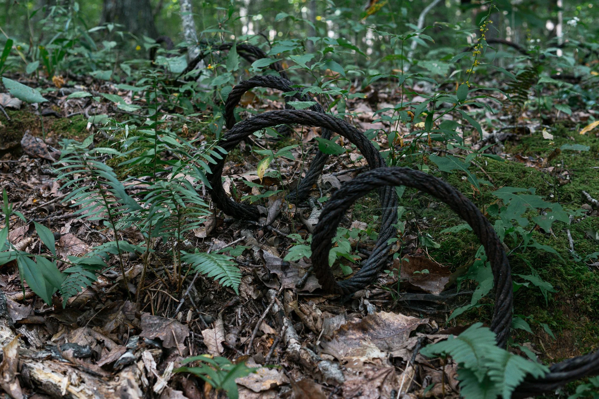 A close-up of a forest floor with dry leaves, green plants, and a fallen, twisted black rope.