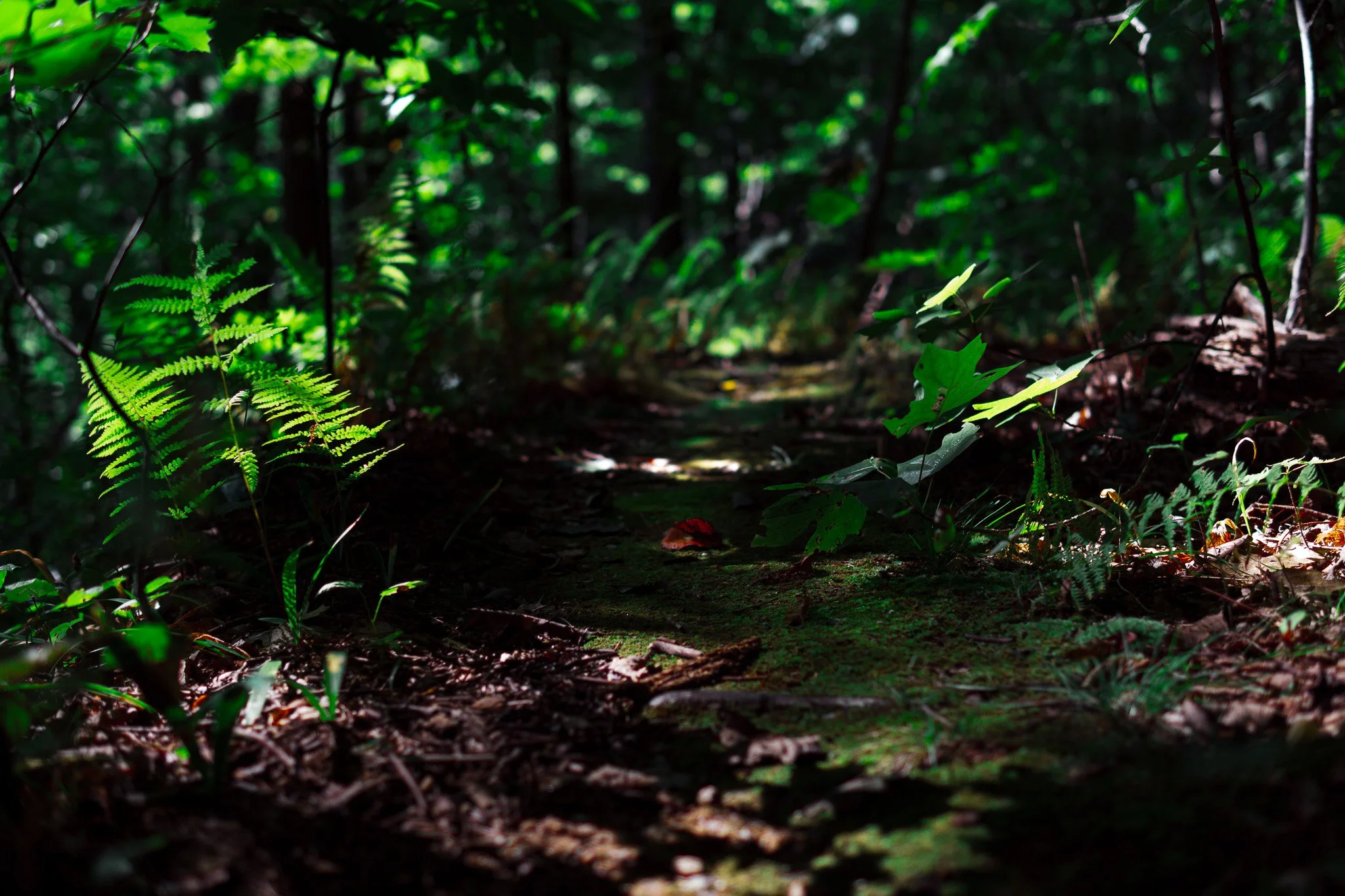 A dense forest with ferns and various green plants on the forest floor, illuminated by dappled sunlight filtering through the tree canopy.