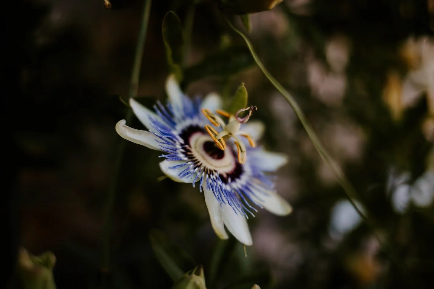 A passionflower with white and blue petals and a purple center, with a small white and yellow insect on top.