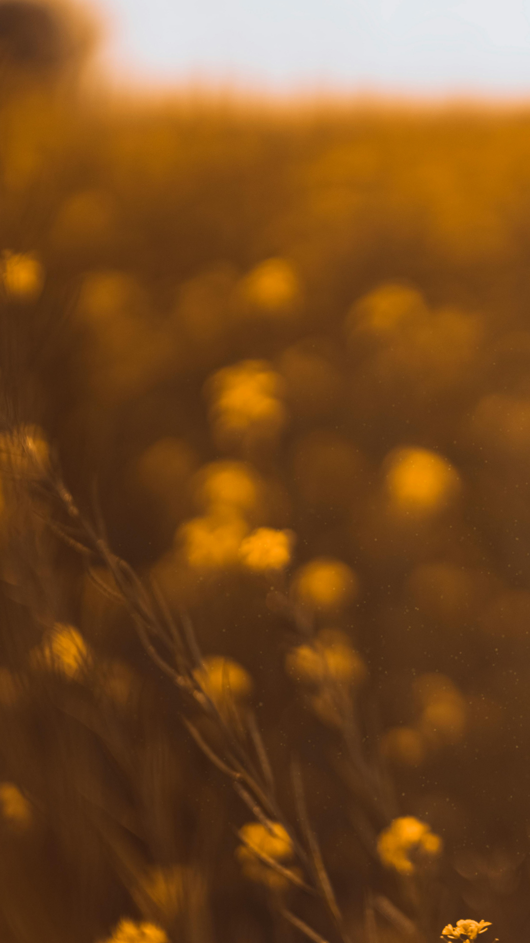 Close-up of yellow flowers with a blurred background and bokeh effect.