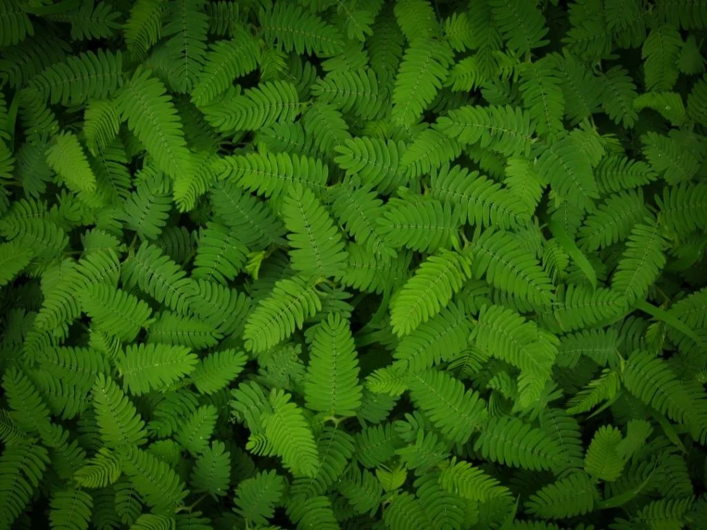 Close-up of lush green fern leaves.