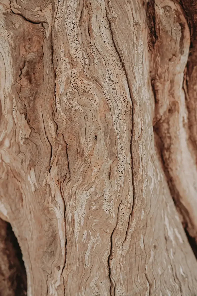 Close-up of textured, weathered wood surface showing intricate grain patterns and small dark pits.