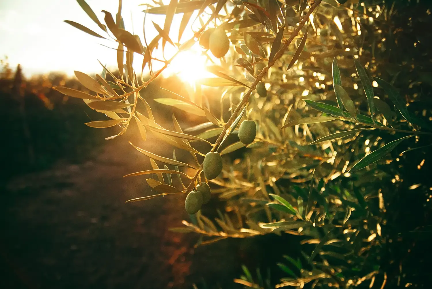 Olive tree branch with green olives during sunset.