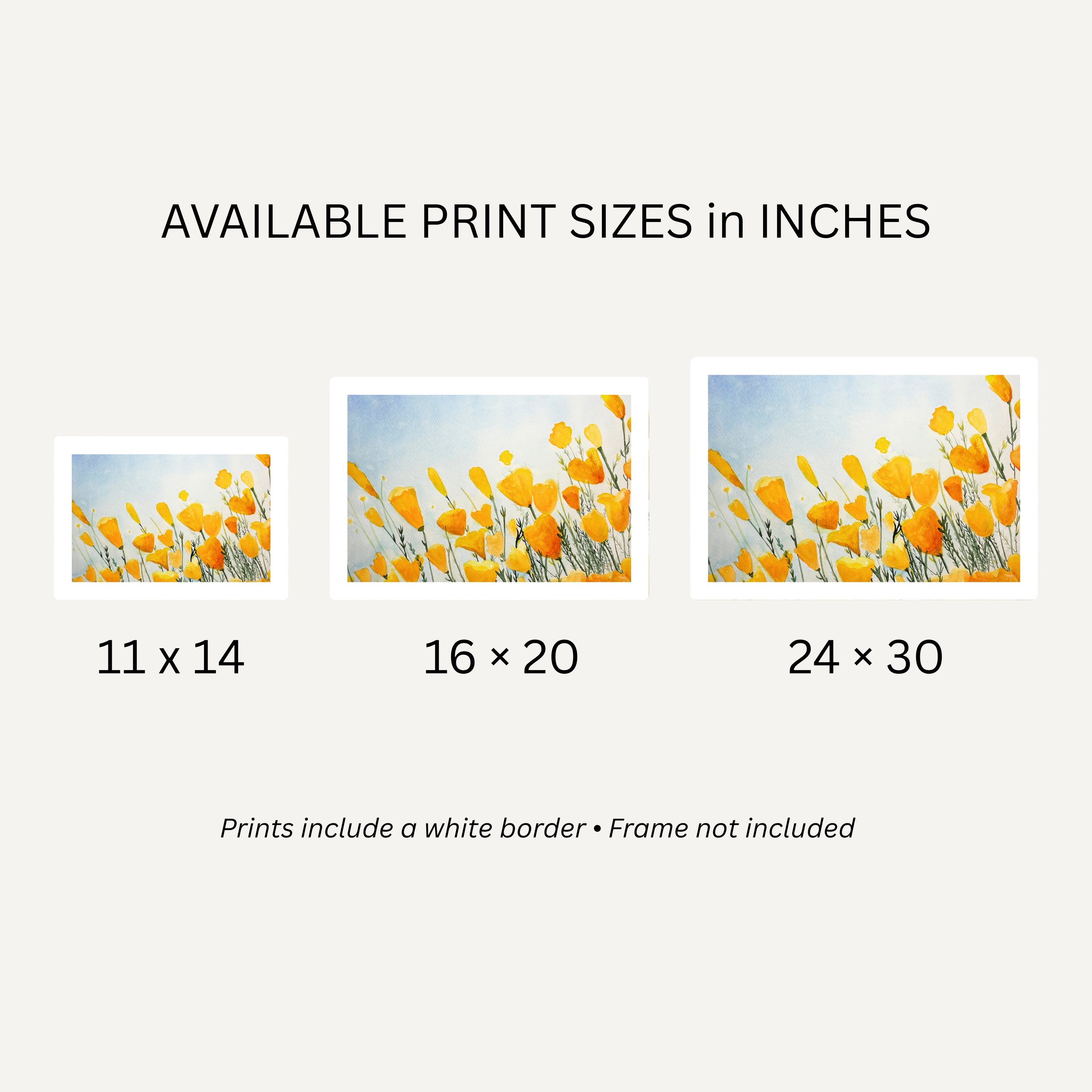 Golden Poppies Sizes.jpg