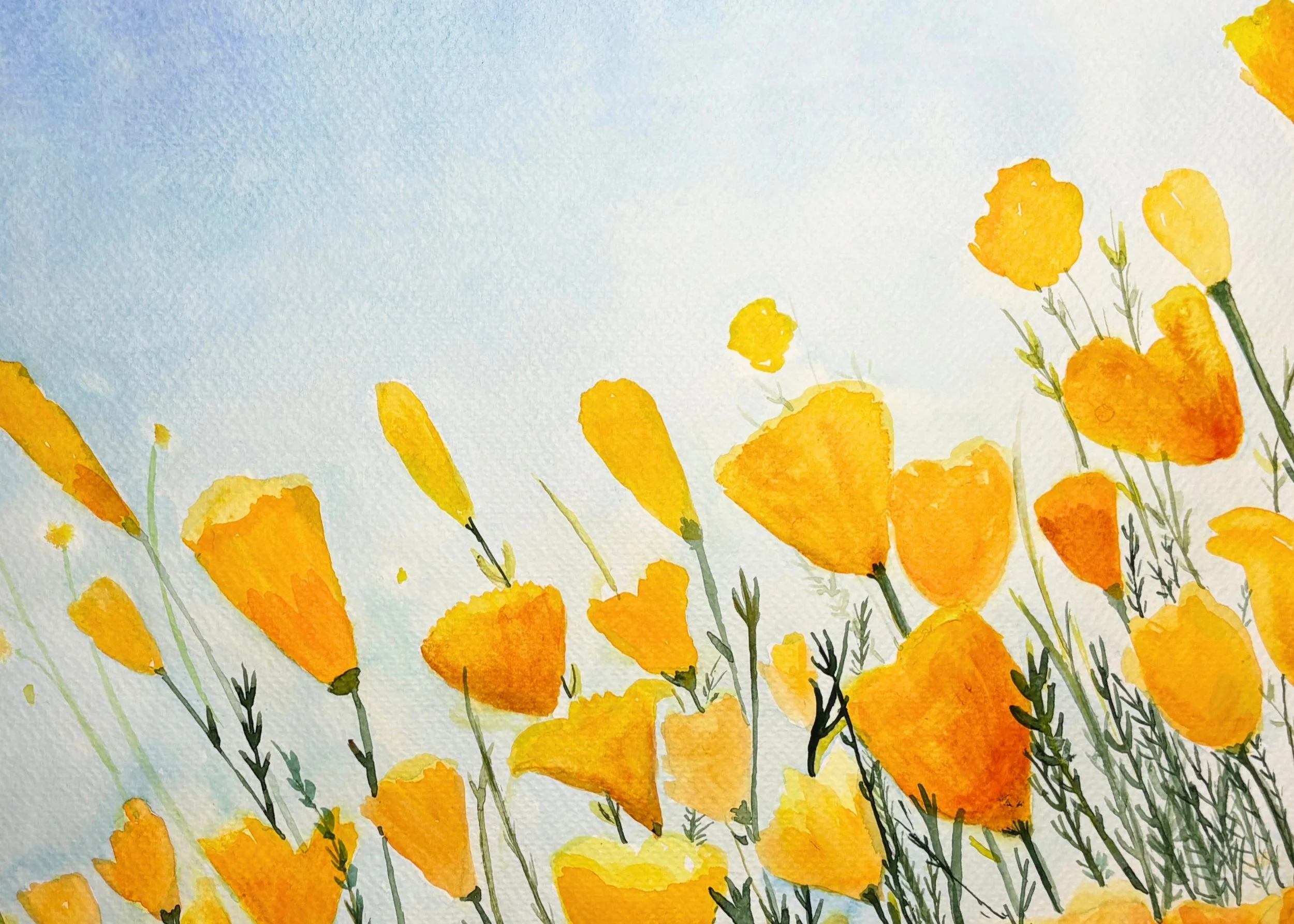 Golden Poppies Detail.jpg