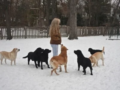 Home_LabradorBarbie-ok7dk94213p5edae71e56lsnjnsxo3q37wsym0prjs.jpg