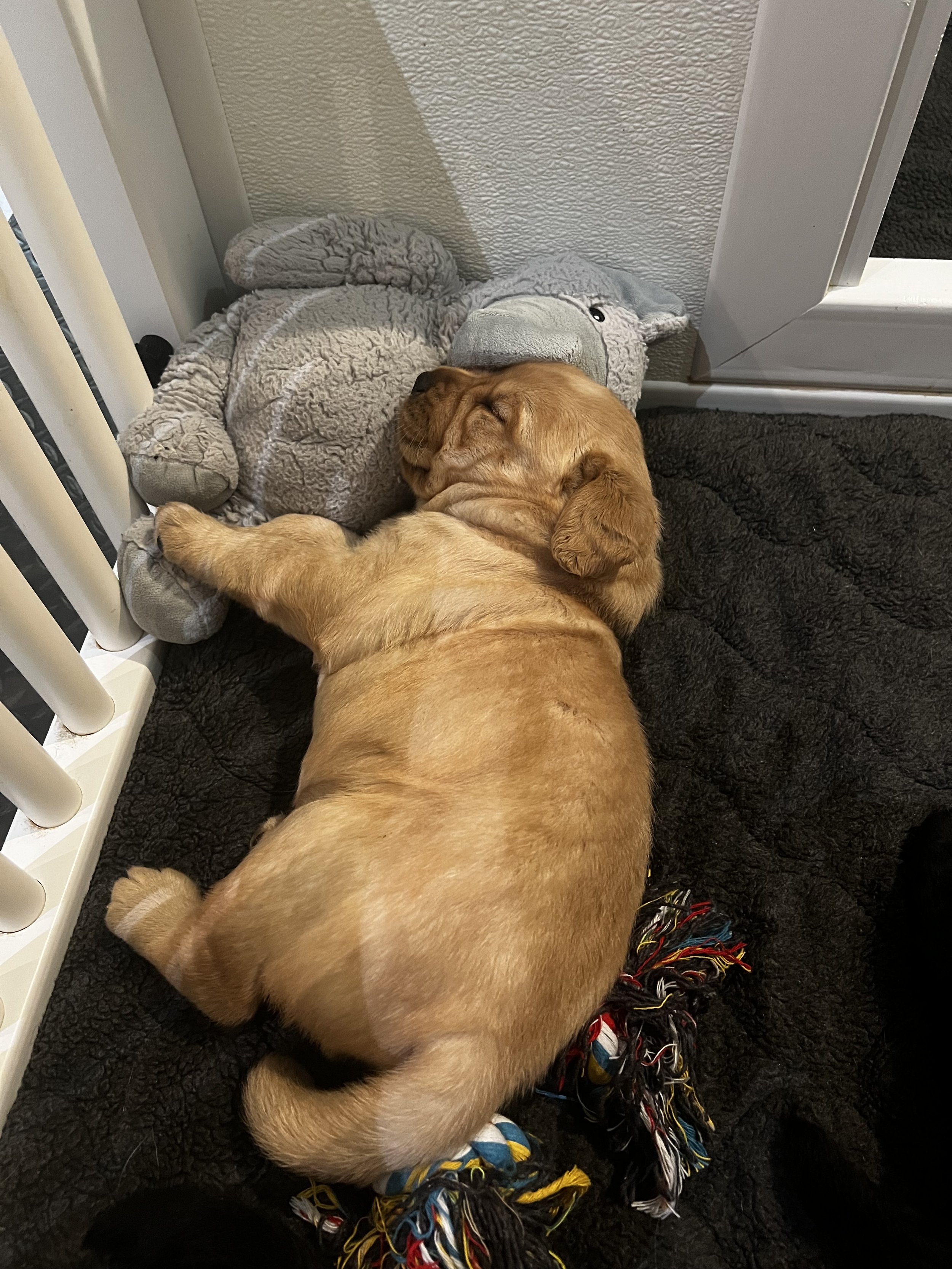 Puppies.jpeg