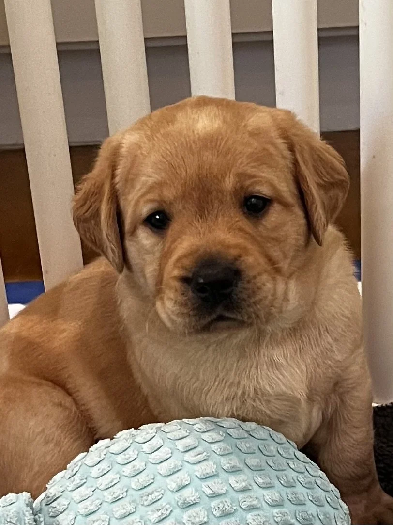 Puppies_8194.jpeg