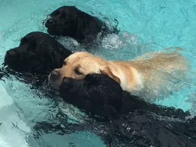 Dogs_Cover-Pool-ok0wzyrgb2o1yyi4h2kh8bmnd5qr6gbngxog2ae188.jpg