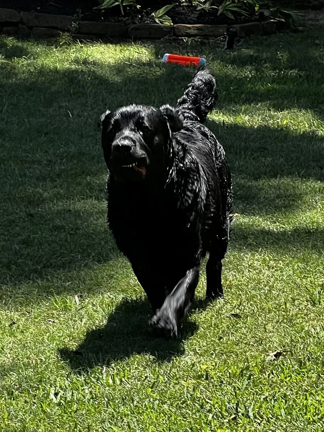 Clarence_1086.jpg