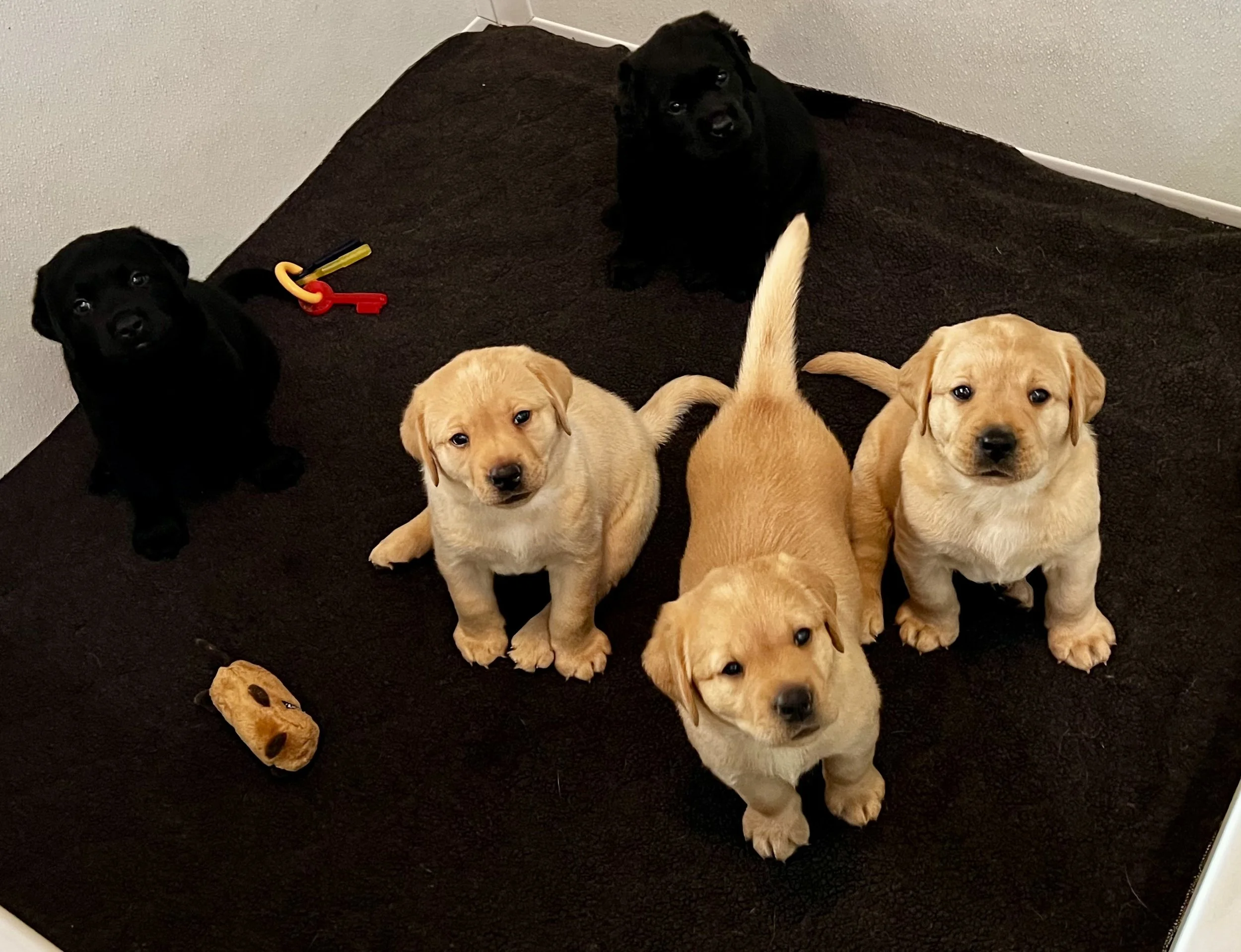 Puppies_8254.jpeg