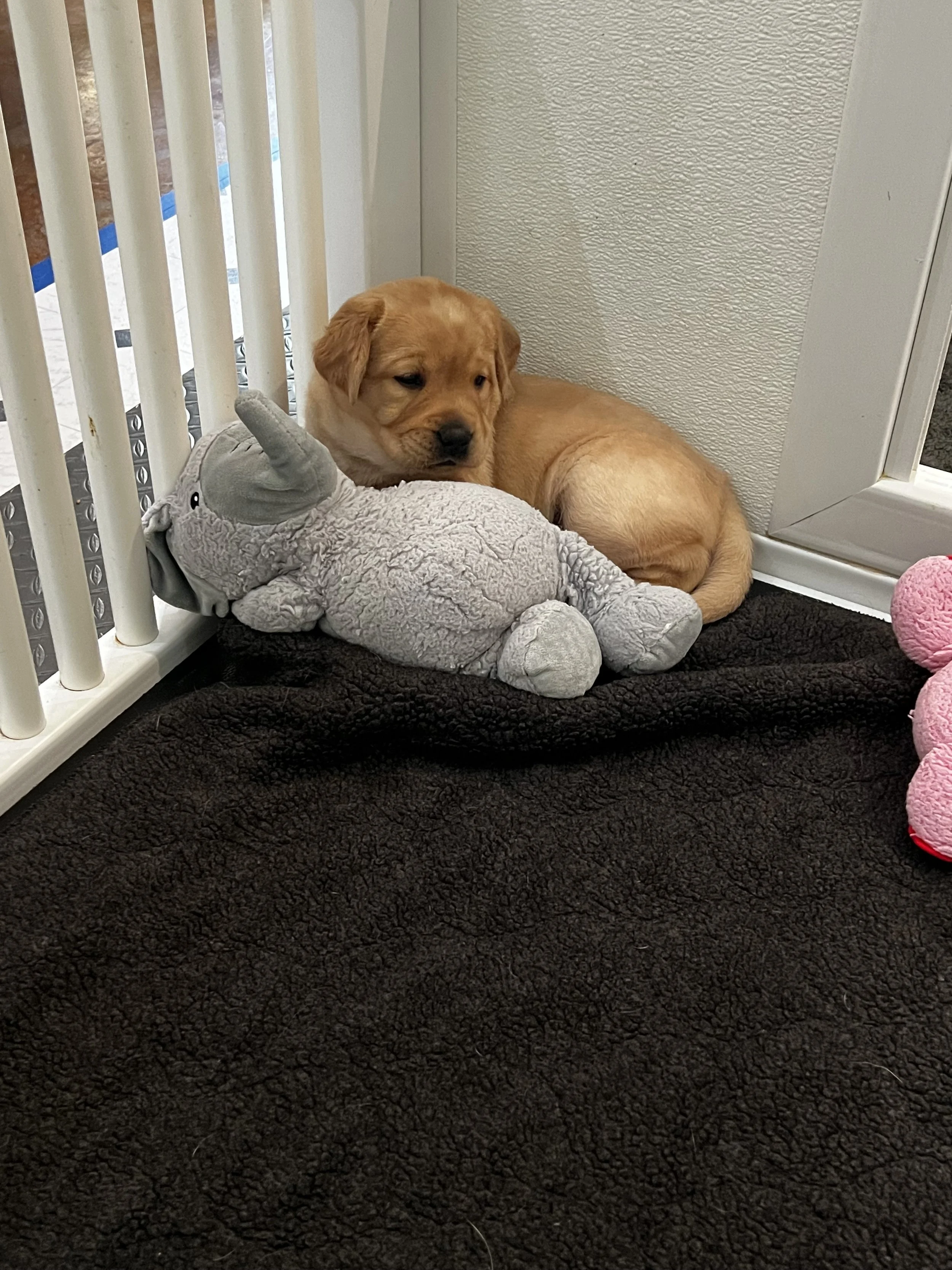 Puppies_8196.jpeg