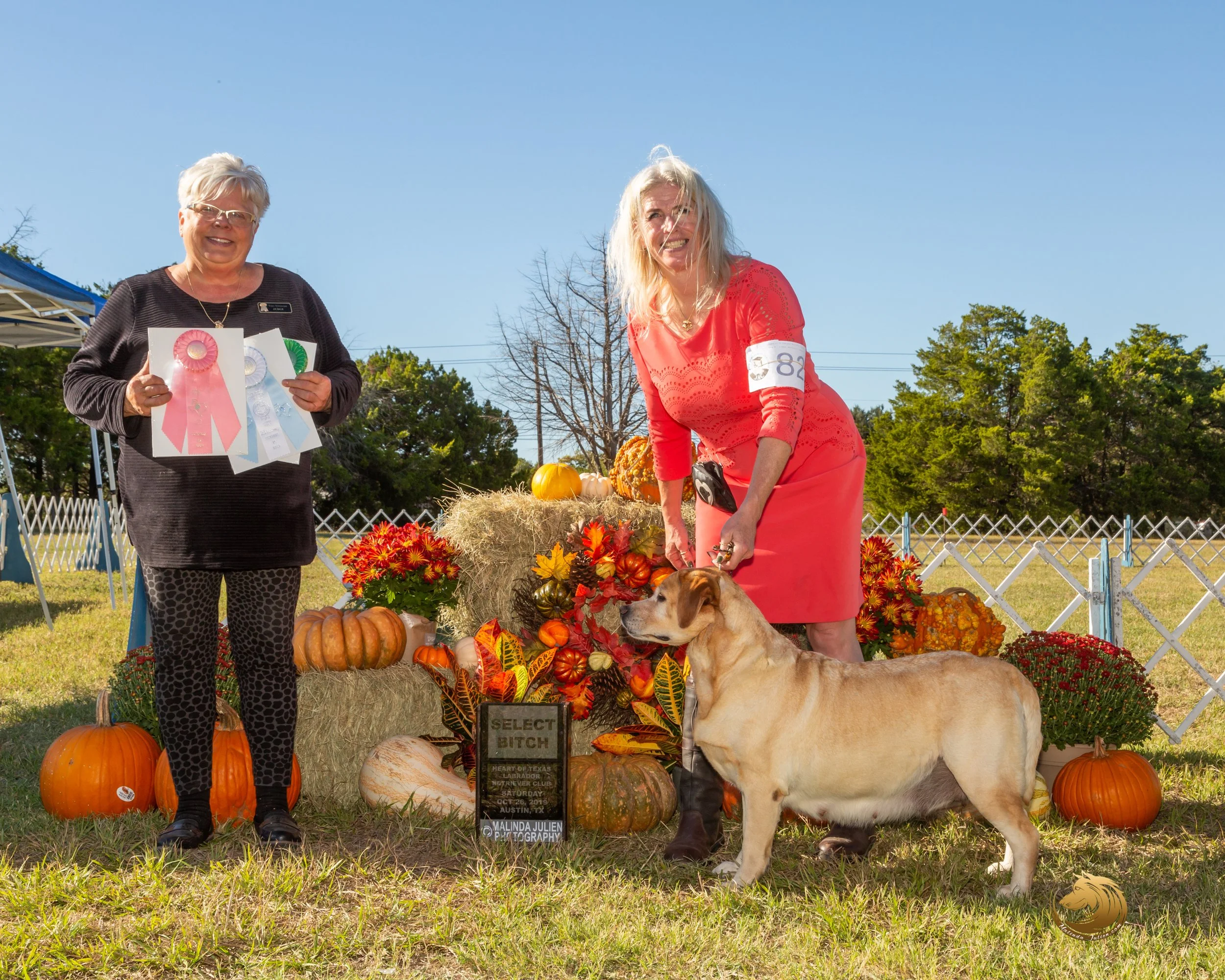 Stella LABRADOR RETRIEVER #82 SAT SB-_JJ_7638-HR3.JPG