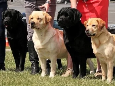Home_Background_ShowDogs-ok9f0d42znachokifyxh5dfofnbe8onur1nxz49kfs.jpg