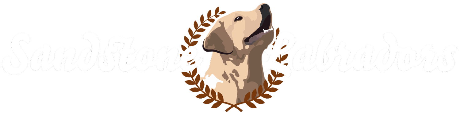 Sandstone Labradors