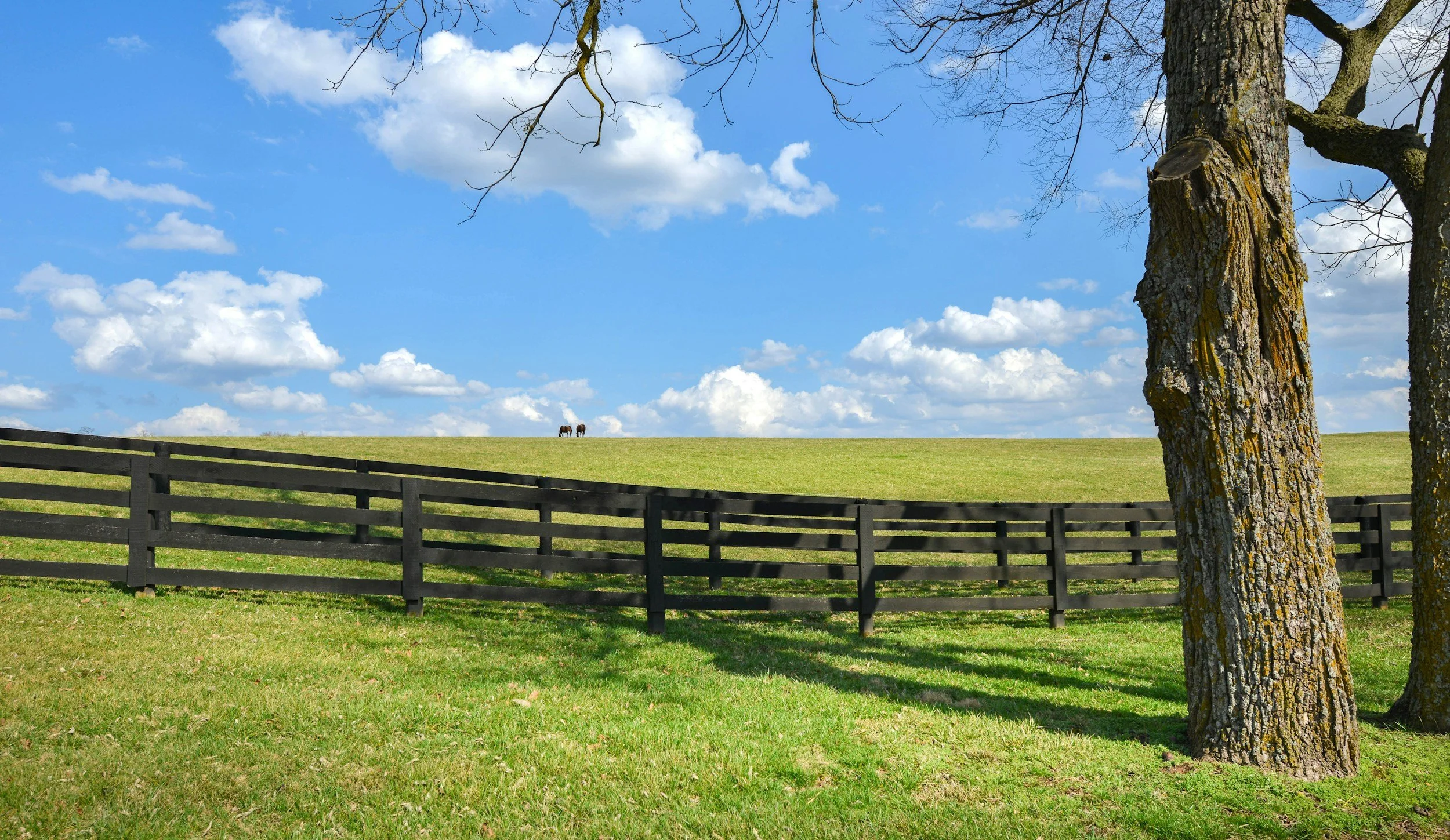 Kentucky bluegrass field with a wooden fence