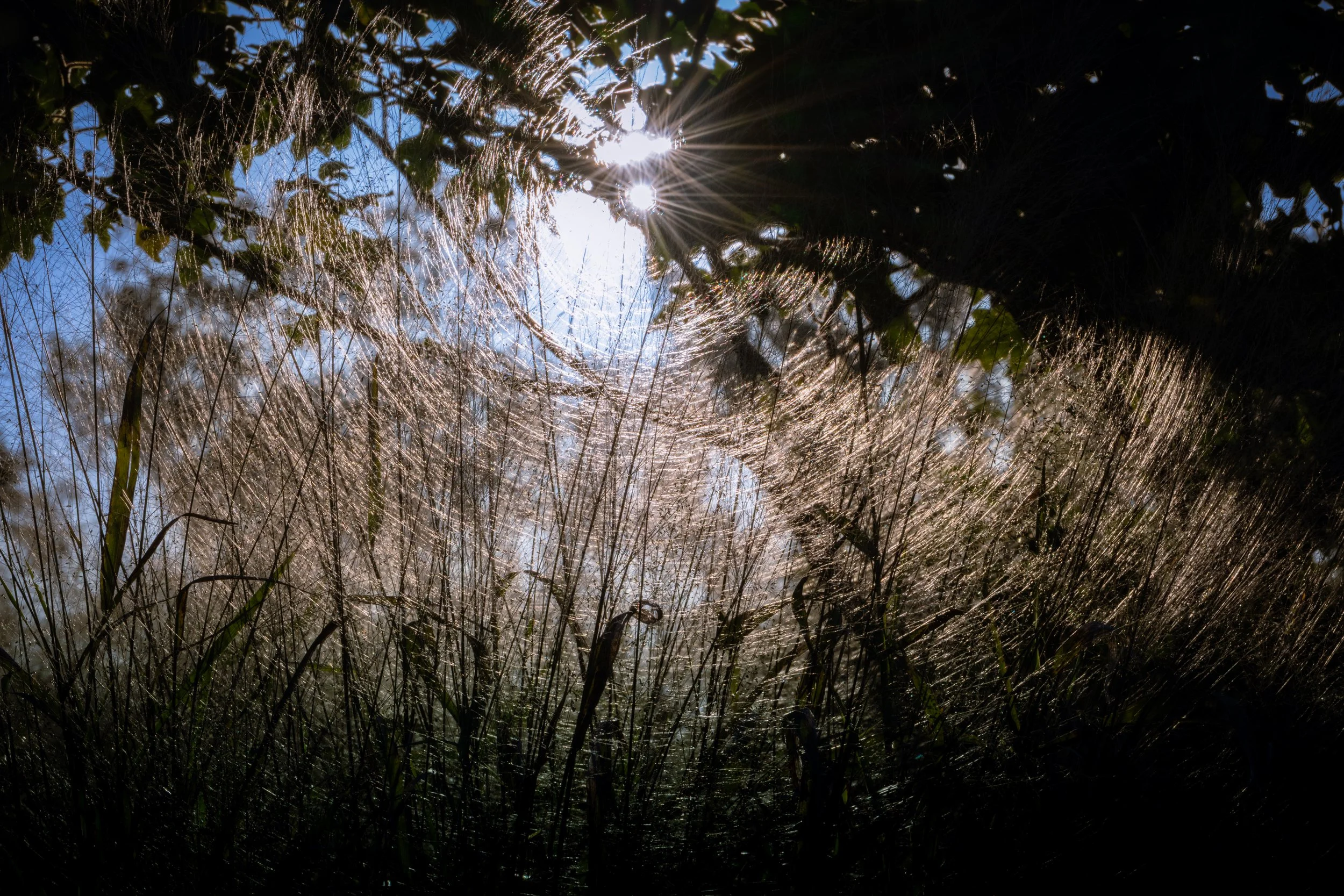 Backlit grasses and seed heads glowing beneath dark trees.