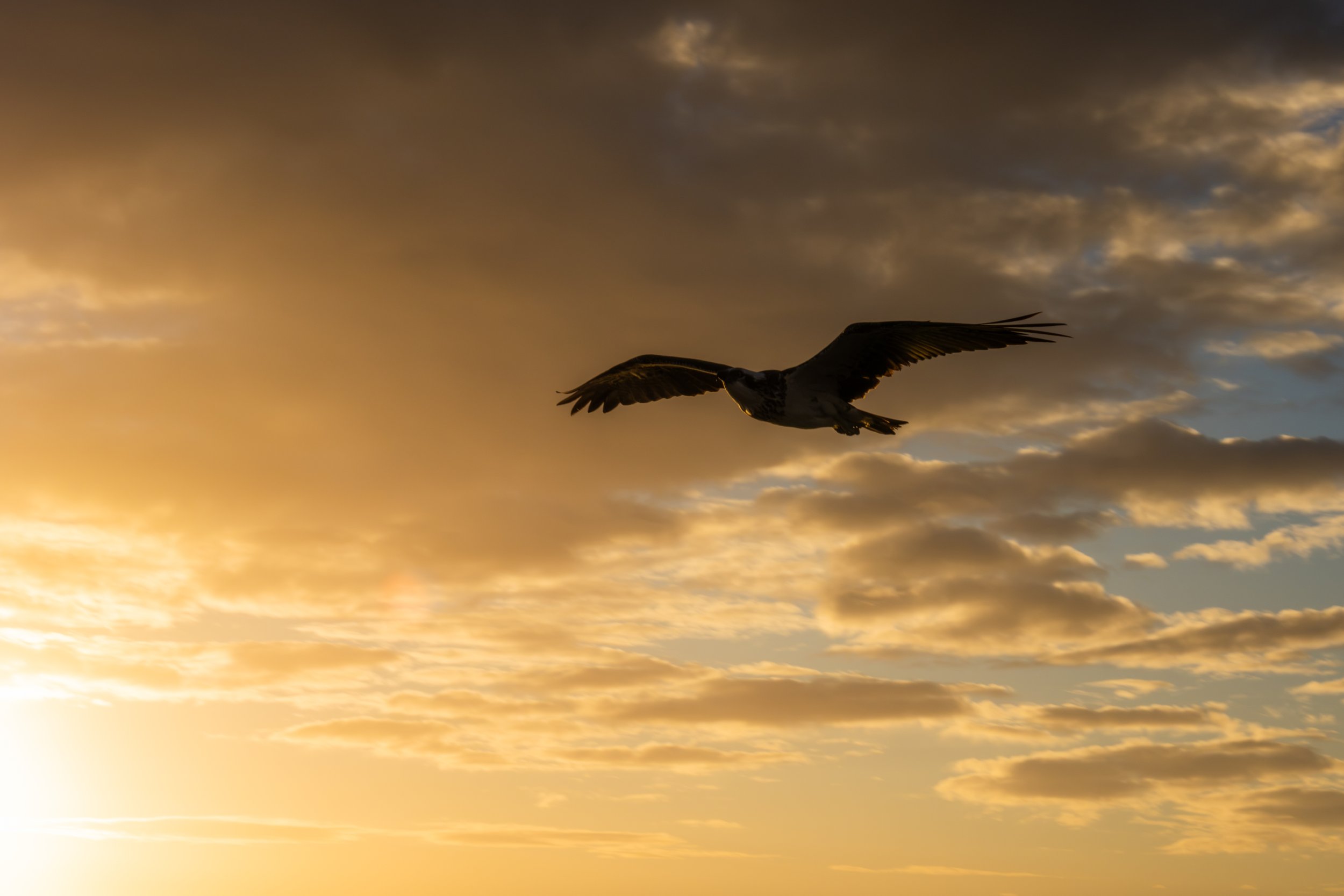 Bird gliding in silhouette across a golden evening sky.