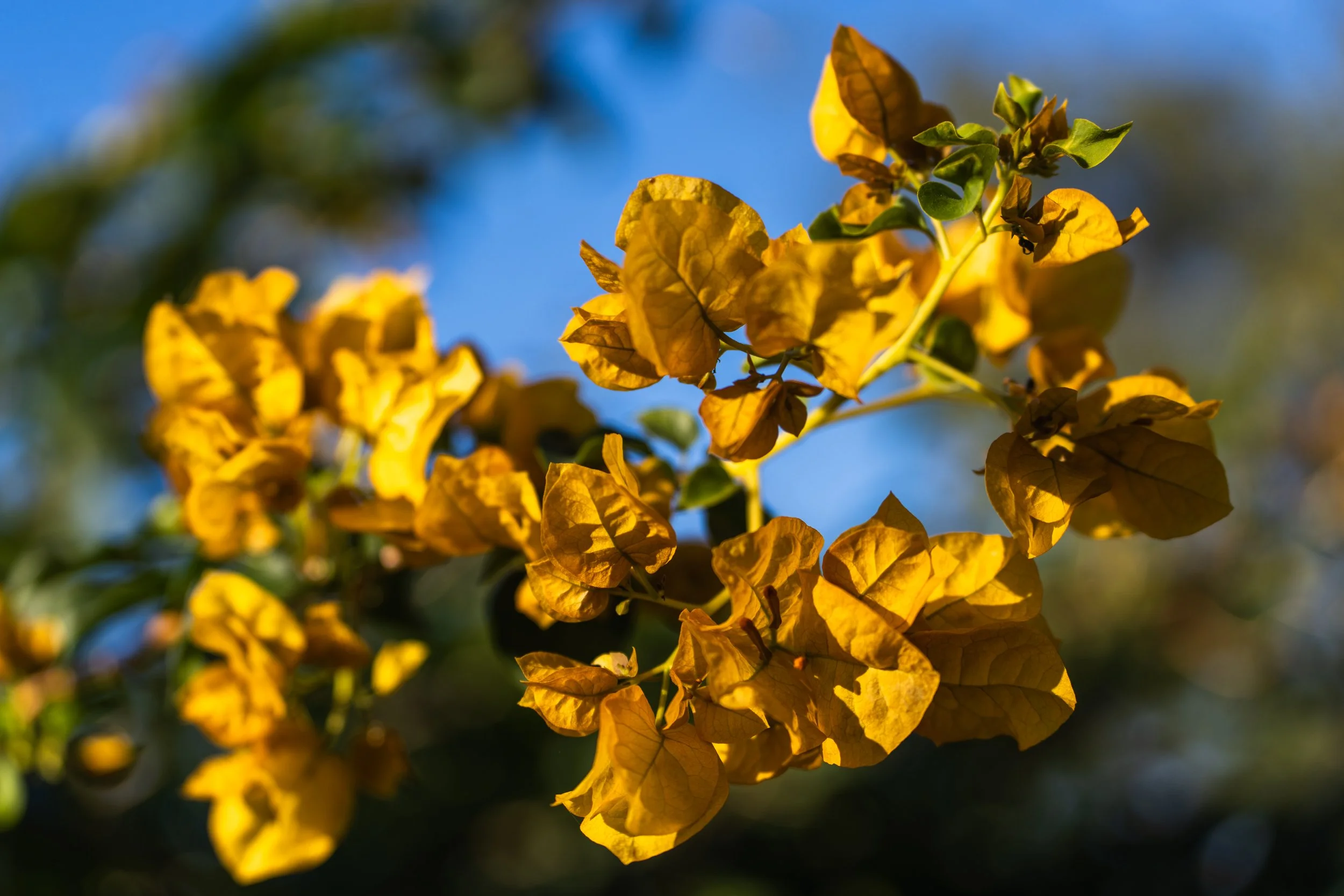 Sunlit yellow blossoms and leaves against a blue sky.