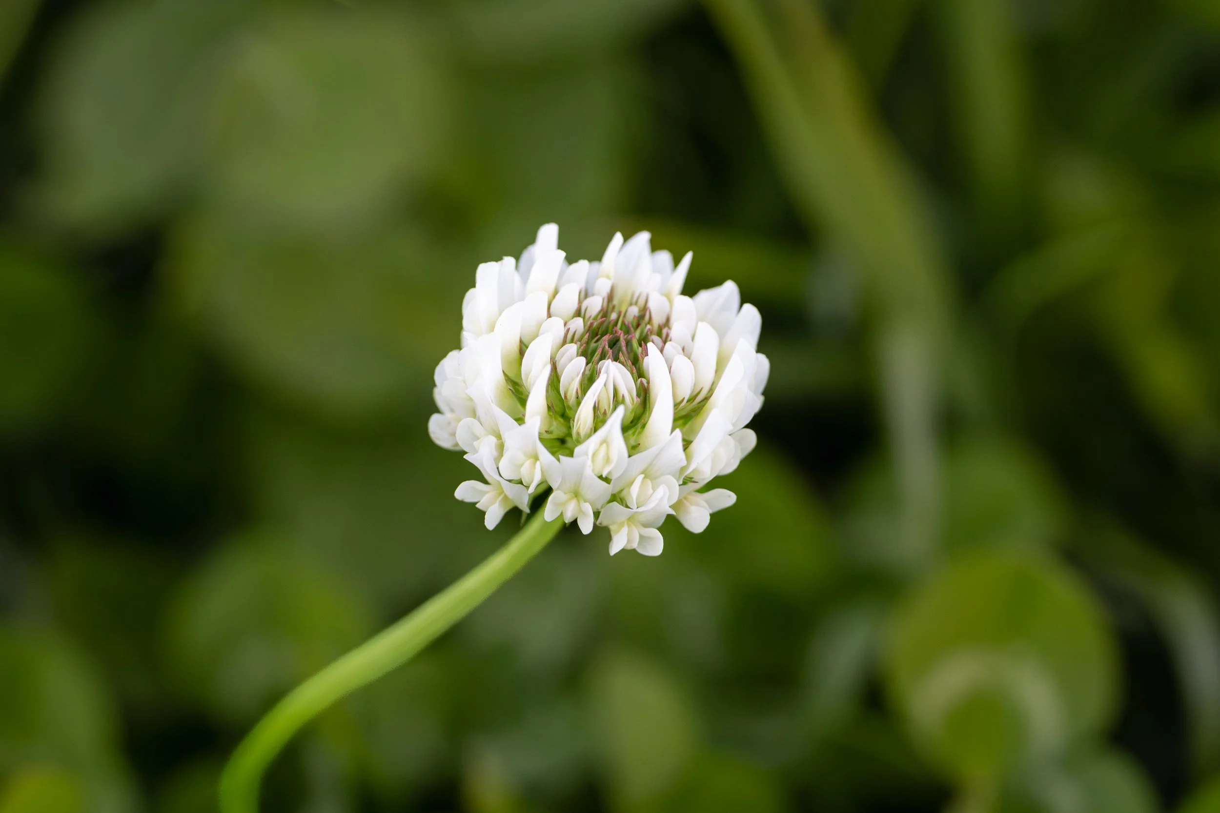 Cluster of delicate white flowers against a soft green background.