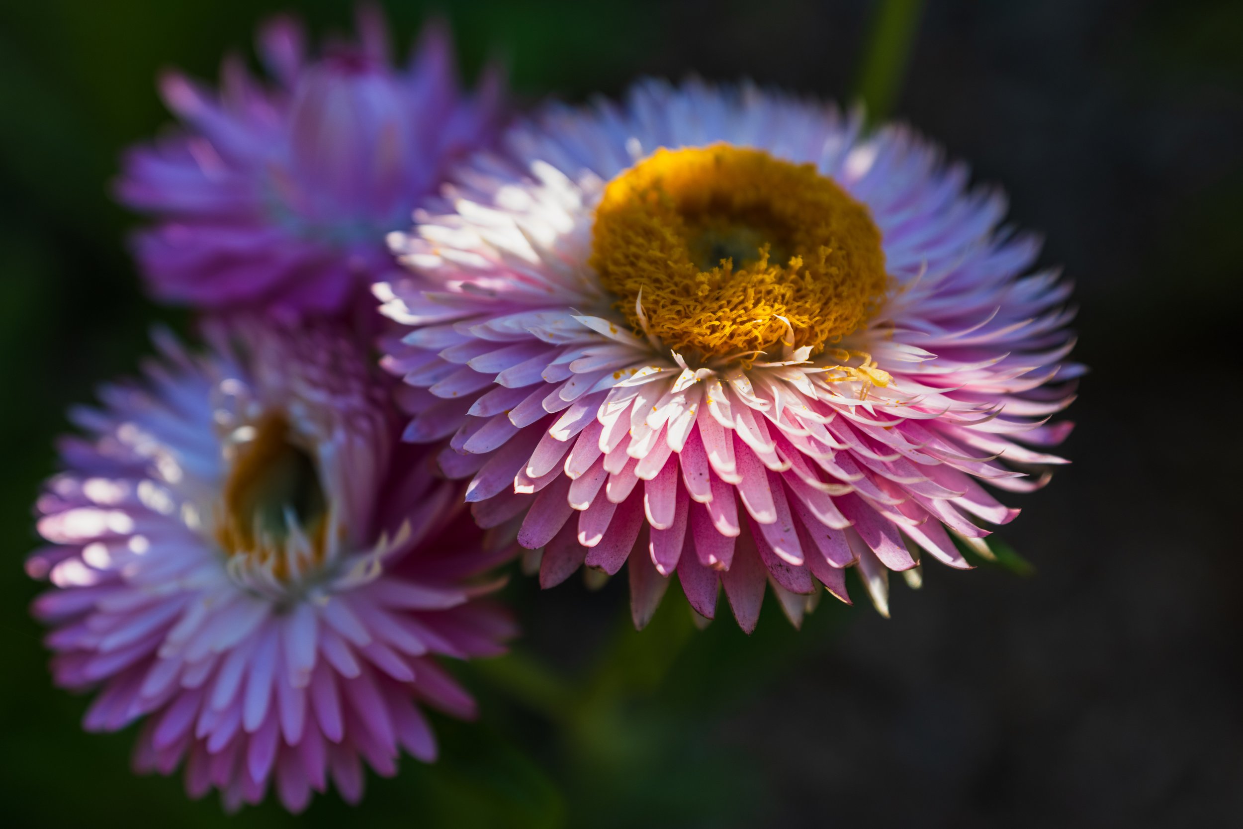 Bee resting on a purple daisy-like flower.