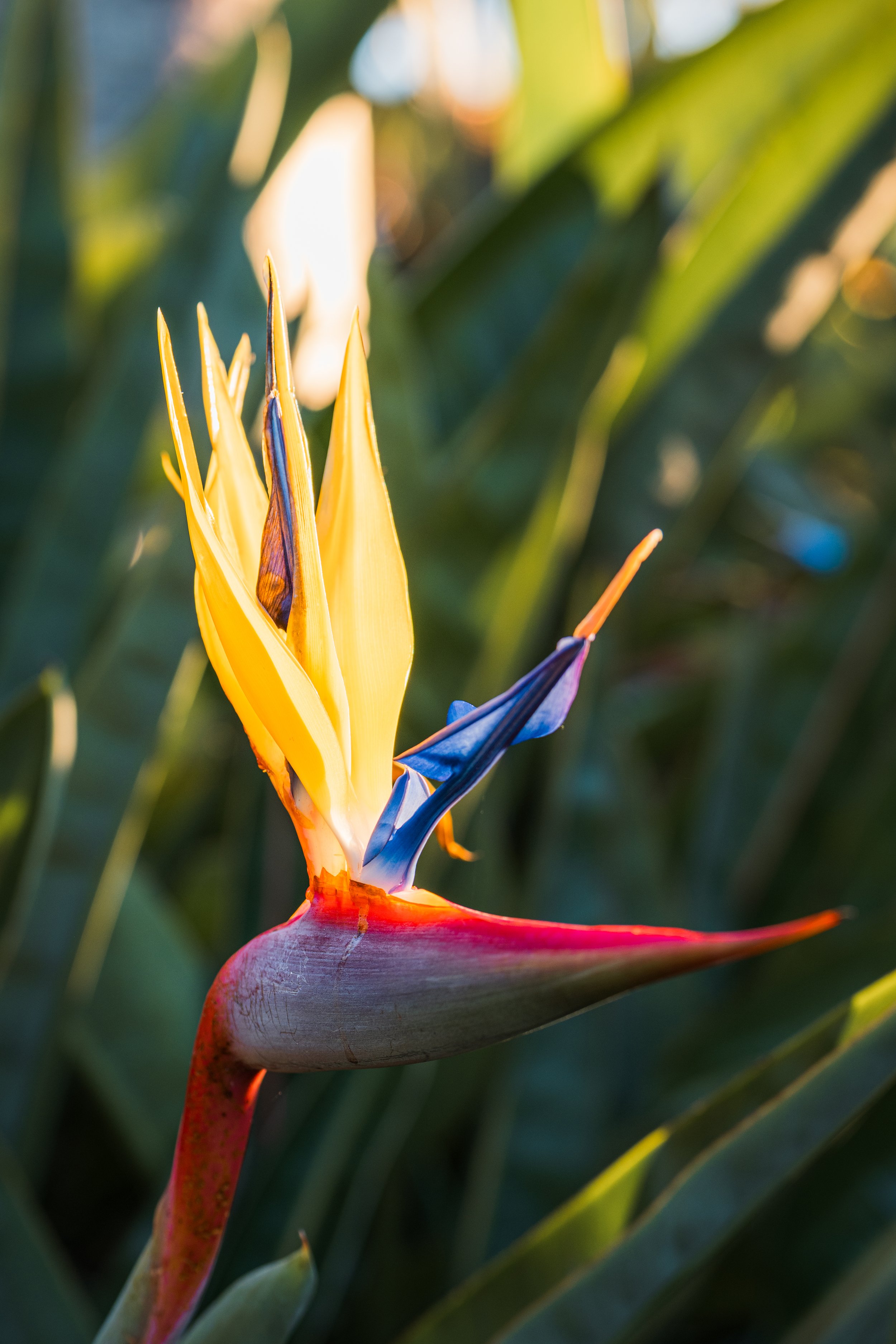 Bird-of-paradise flower in vivid orange and blue.