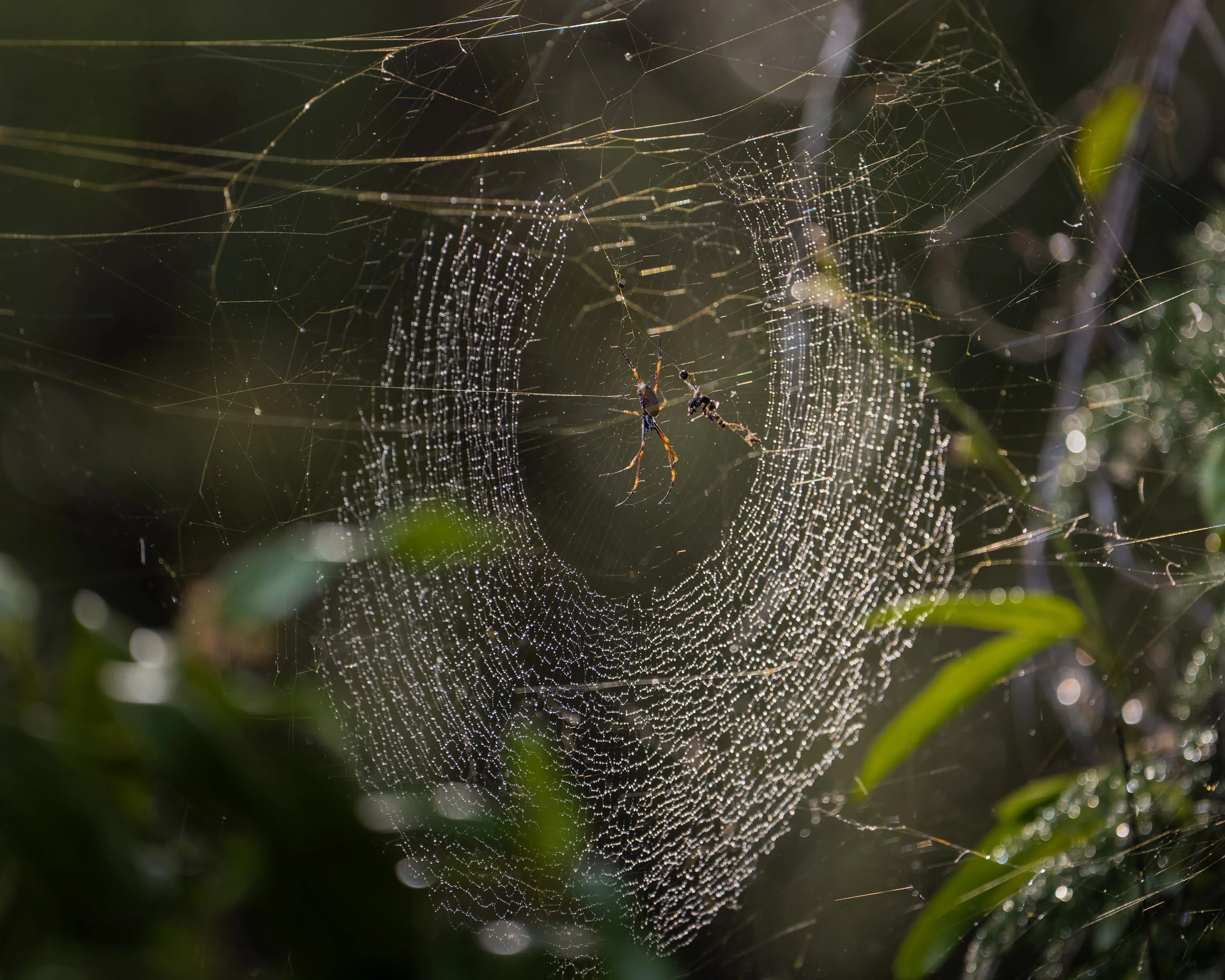 Dew-covered spider web suspended among green foliage.
