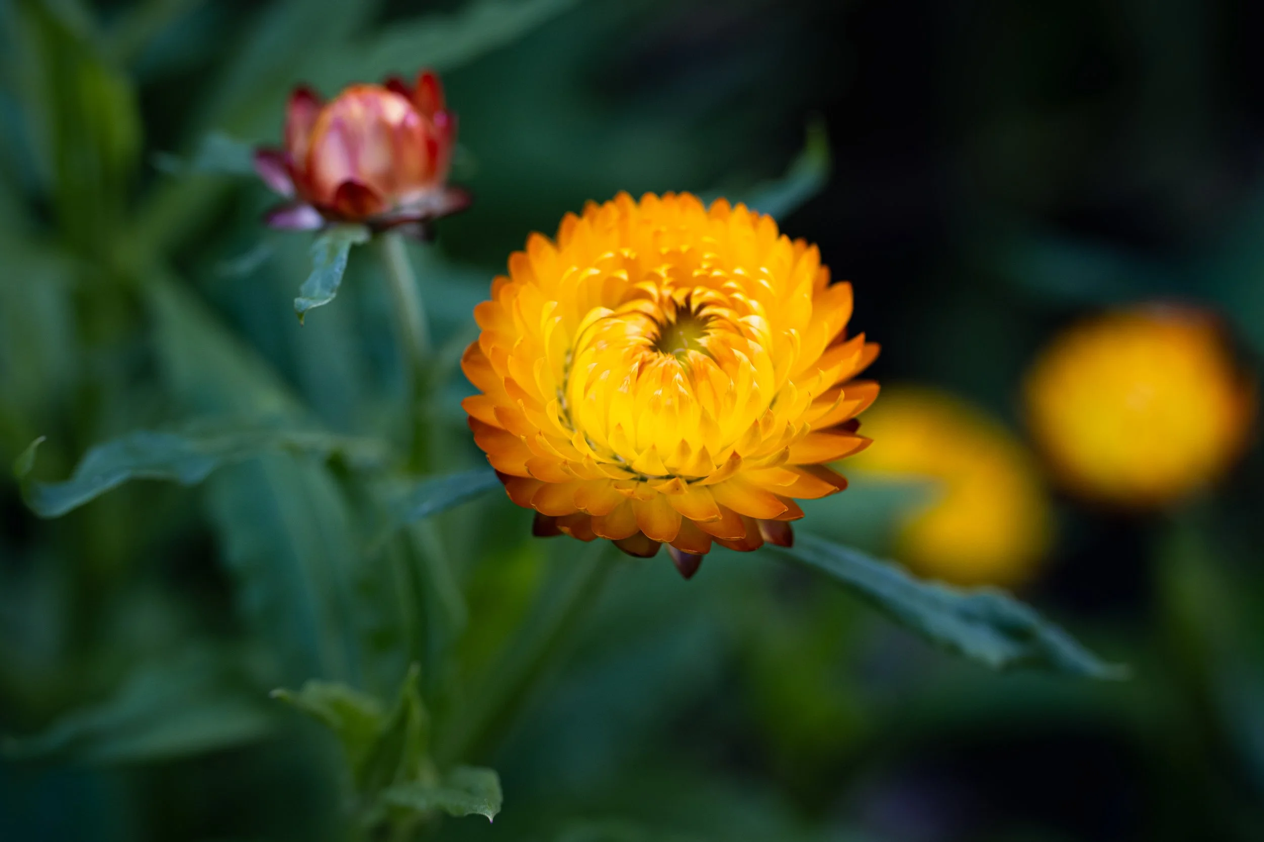 Bright orange flower framed by deep green leaves.
