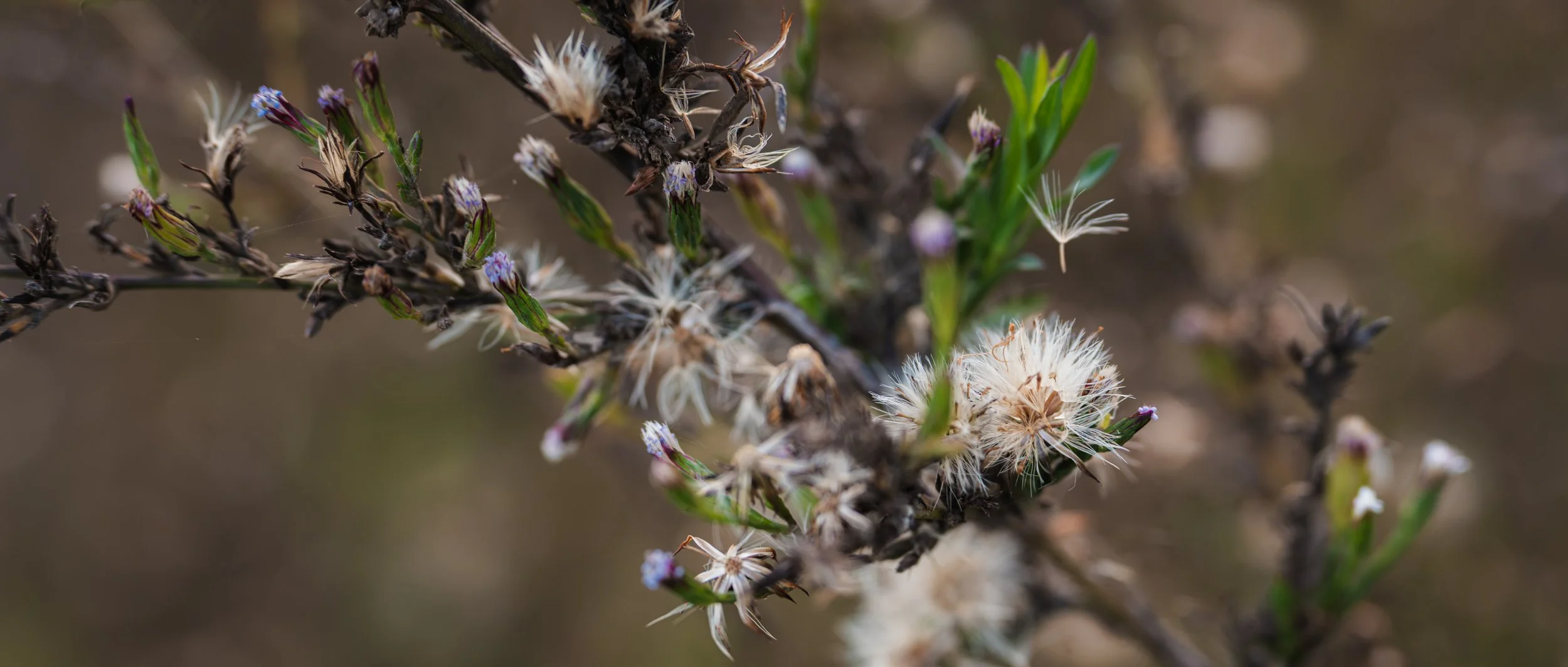 Bee feeding among small pink and white blossoms.
