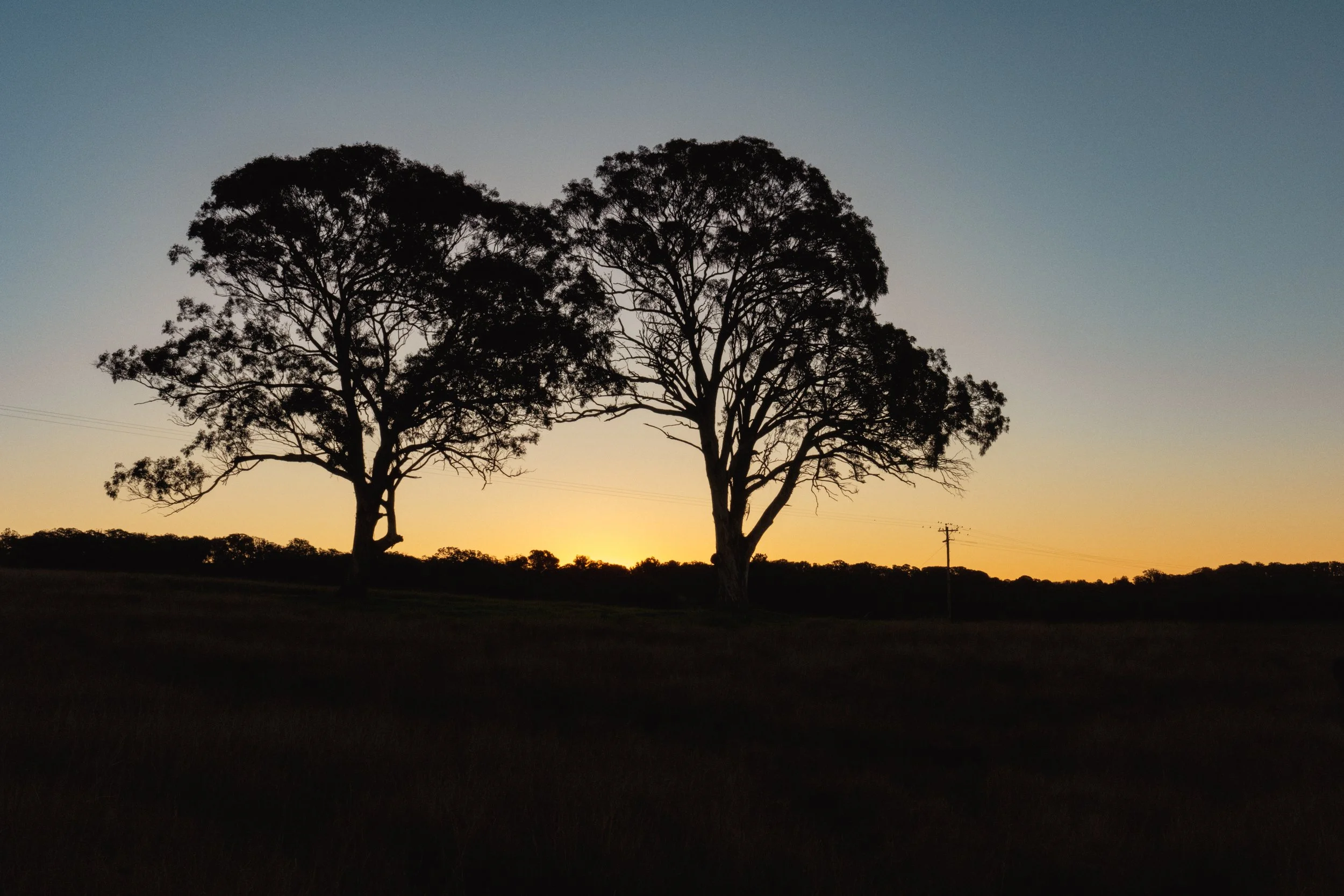 Two trees silhouetted against a soft sunset sky.