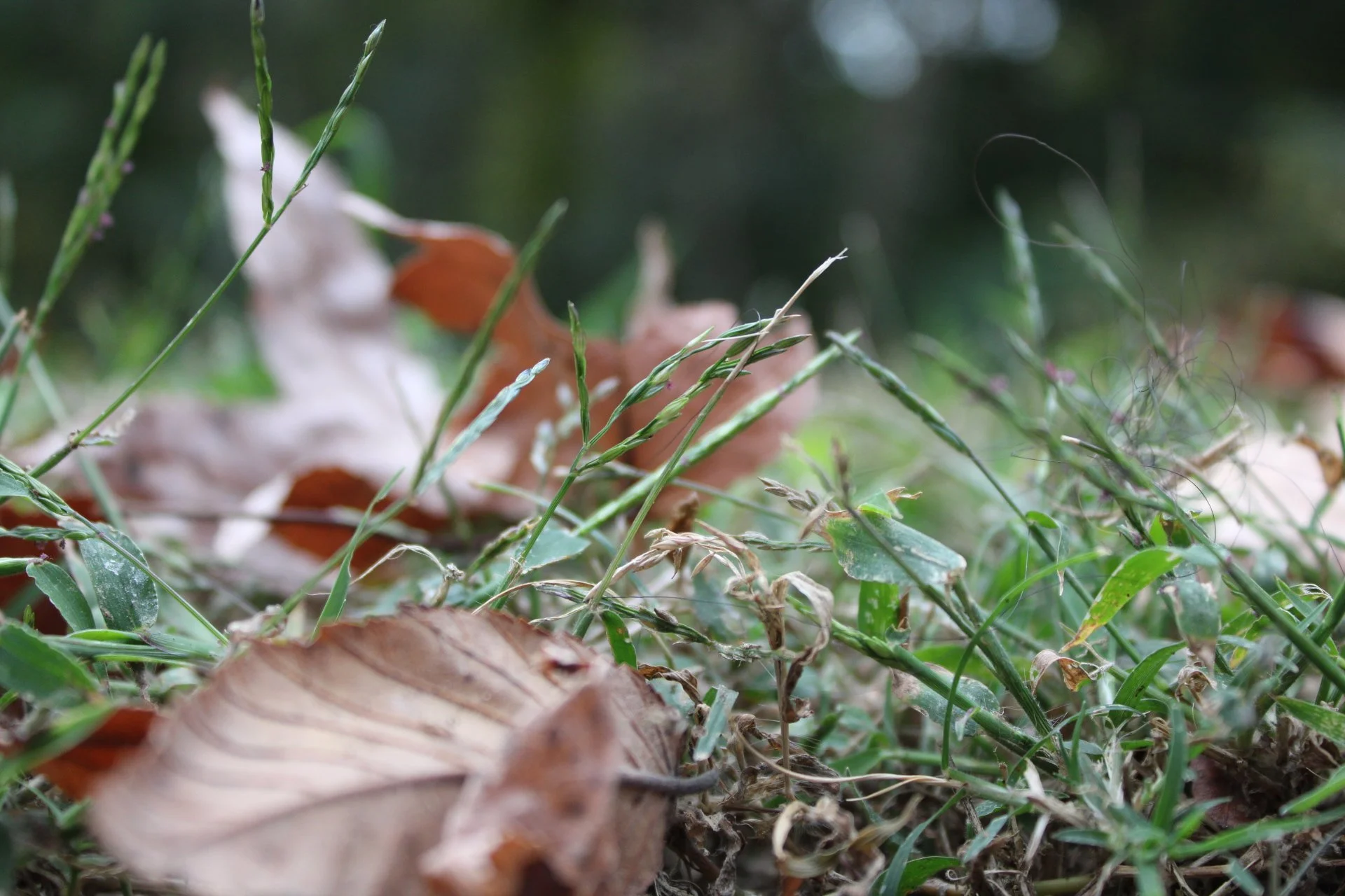 Close-up of grass and fallen dry leaves on the ground.