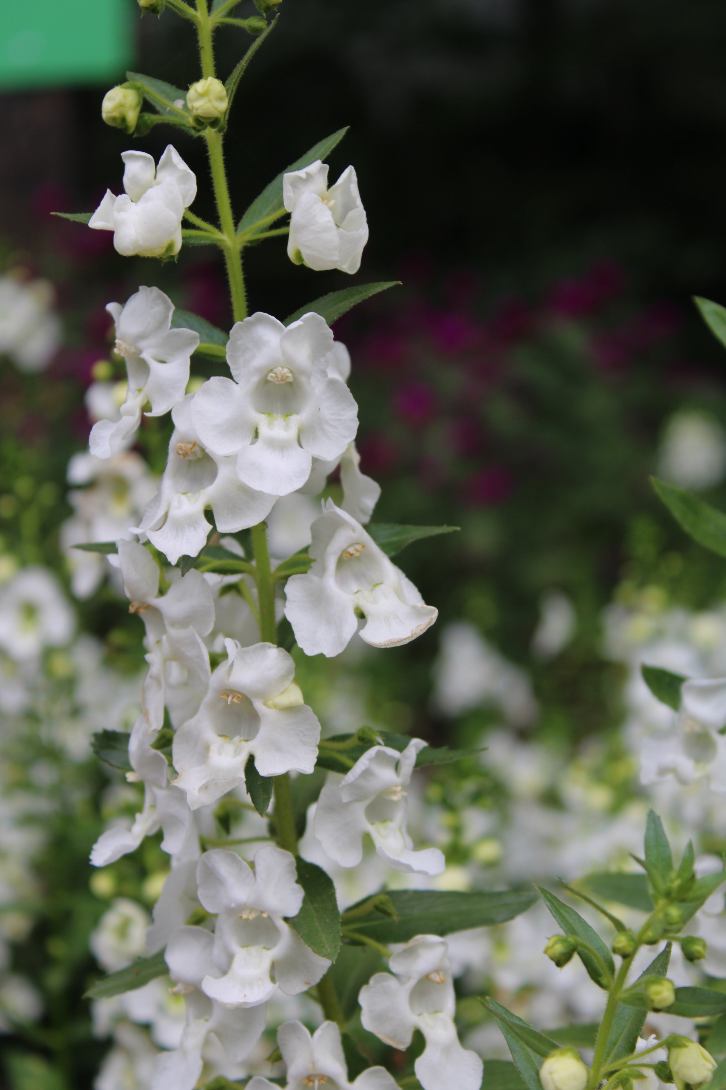 Close-up of white snapdragon flowers with green leaves and buds, background blurred with hints of purple and green.