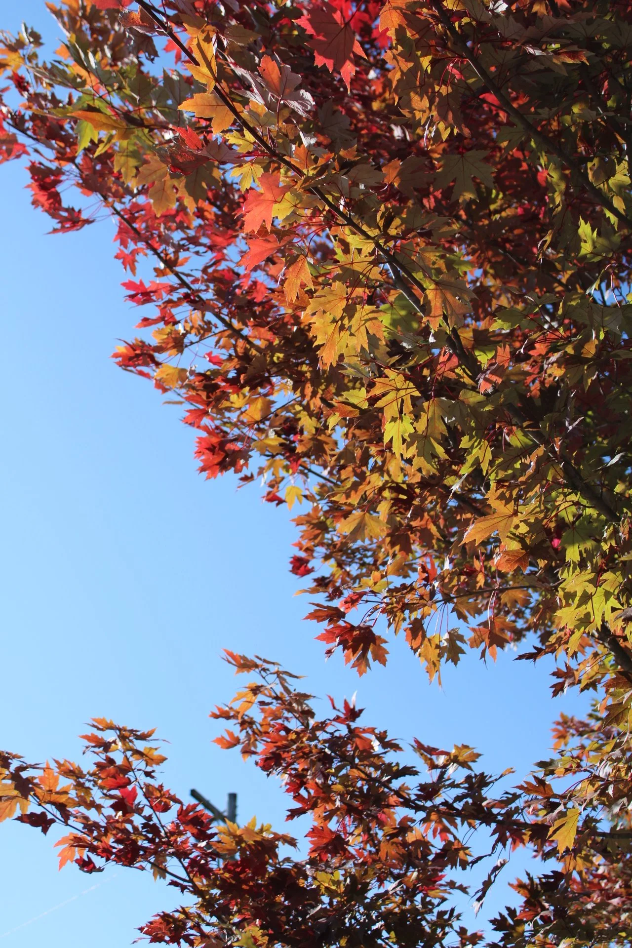 Tree branch with colorful autumn leaves against a clear blue sky.