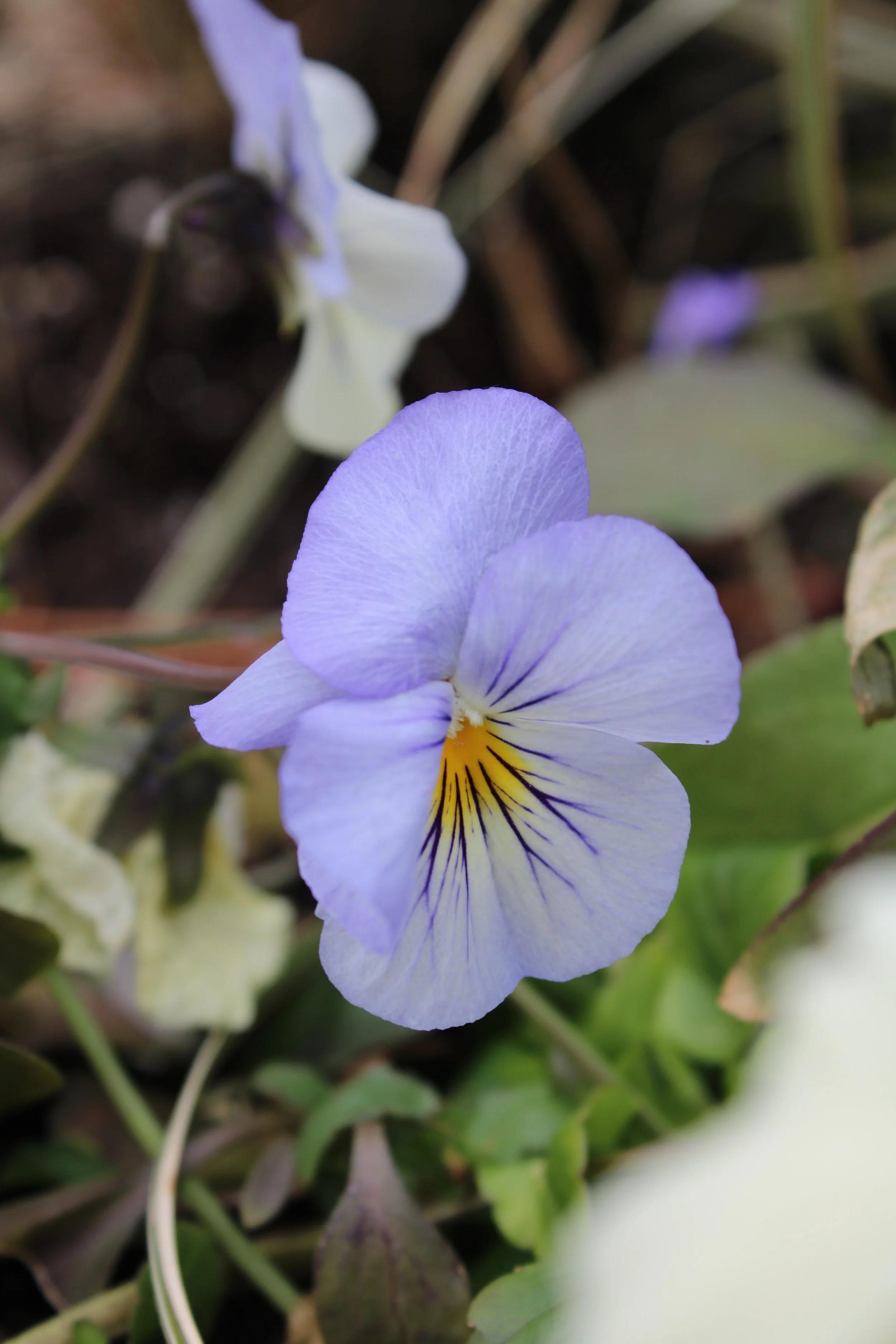 Close-up of a light purple and white pansy flower with yellow and dark purple markings, surrounded by green and brown leaves.