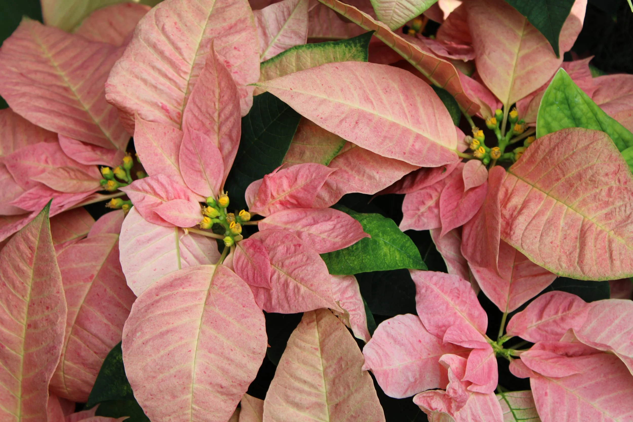 Close-up of poinsettia plant with pink and green leaves and small yellow flower clusters.