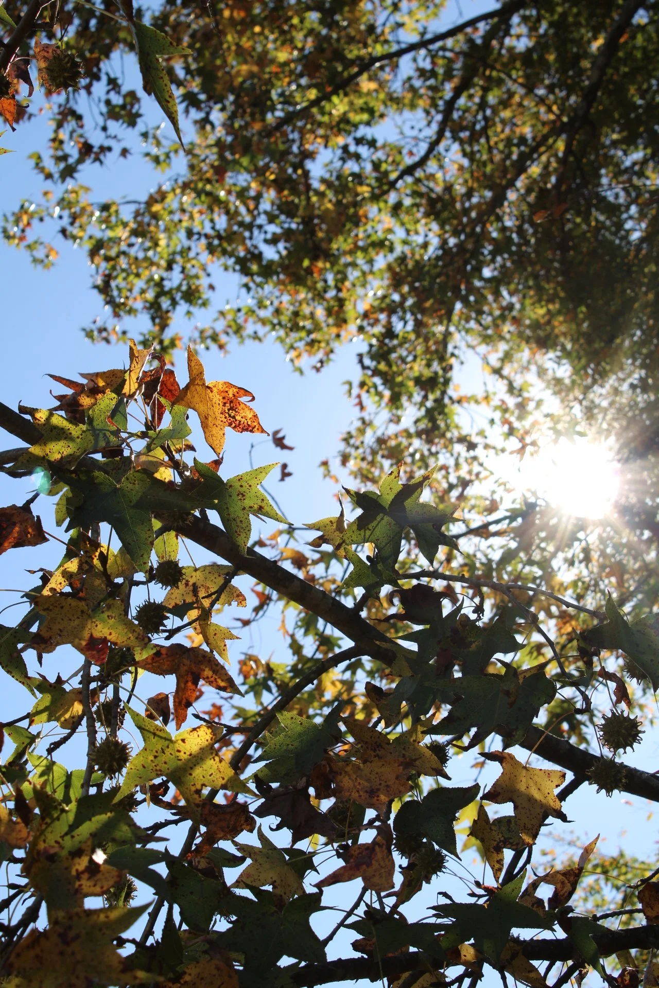 Tree branches with autumn leaves and seed pods against a bright blue sky and sunshine.