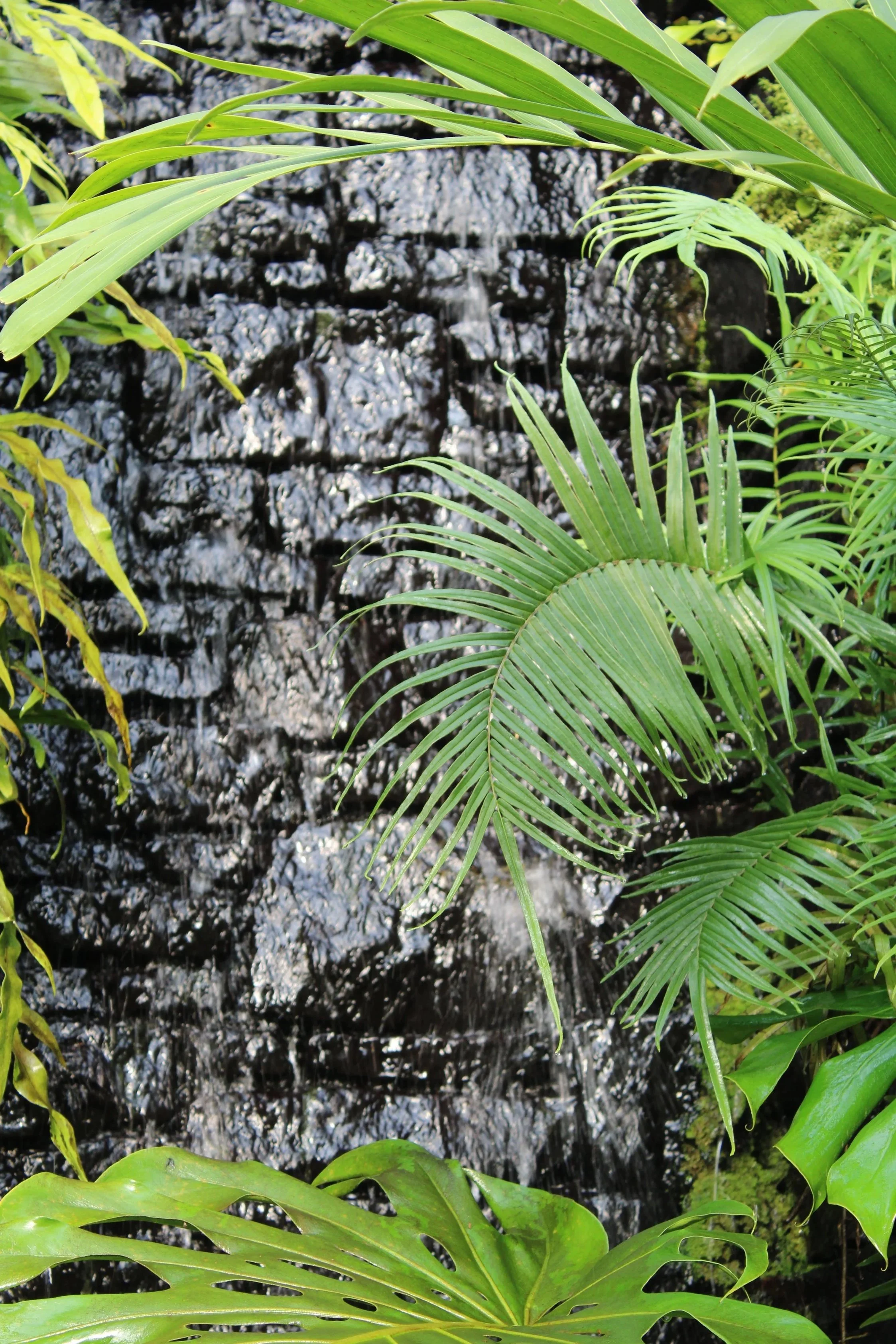 Close-up of tropical plants with green leaves surrounding a waterfall in the background.