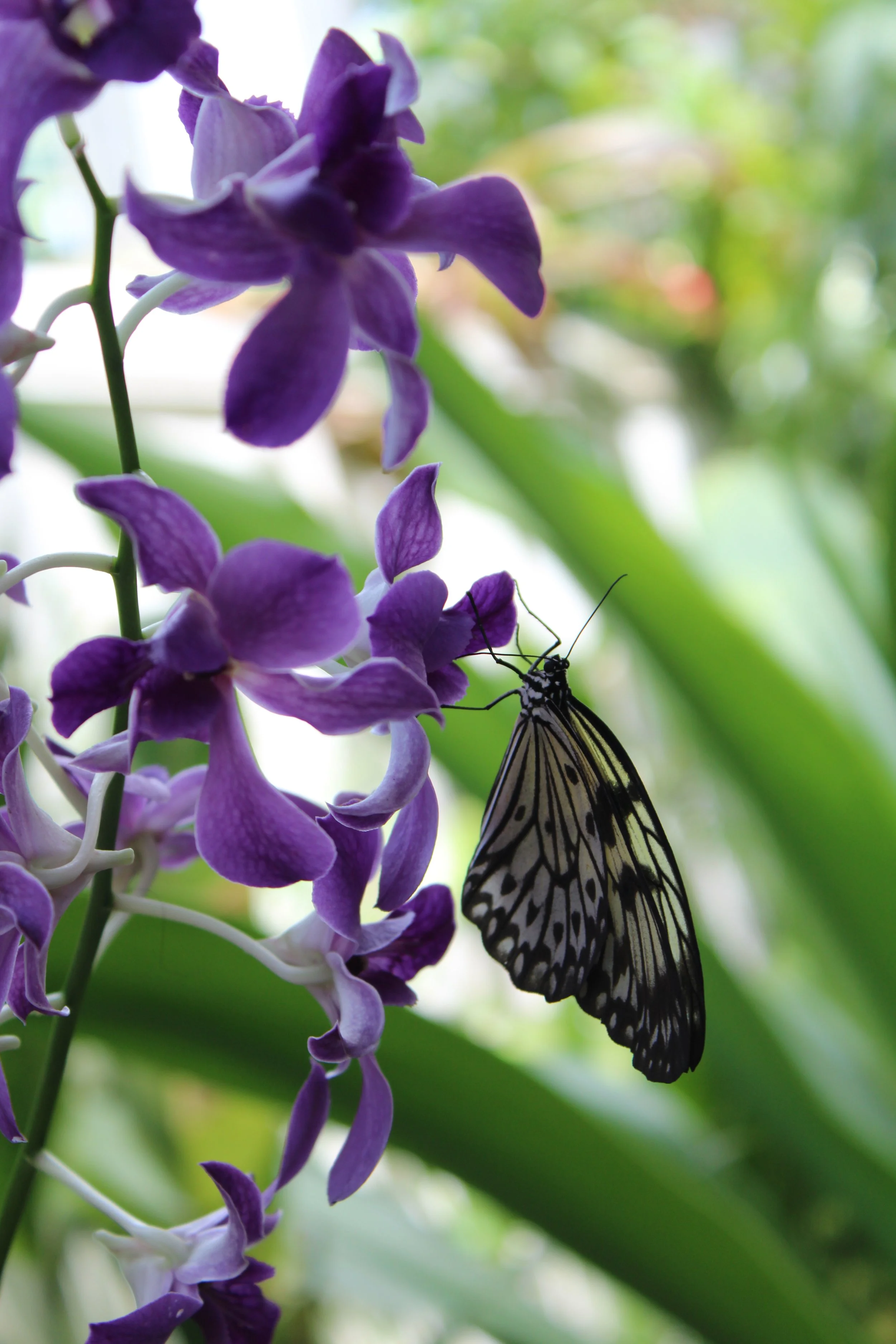Close-up of a purple orchid flower with a black and white butterfly on one of the petals, blurred green background.
