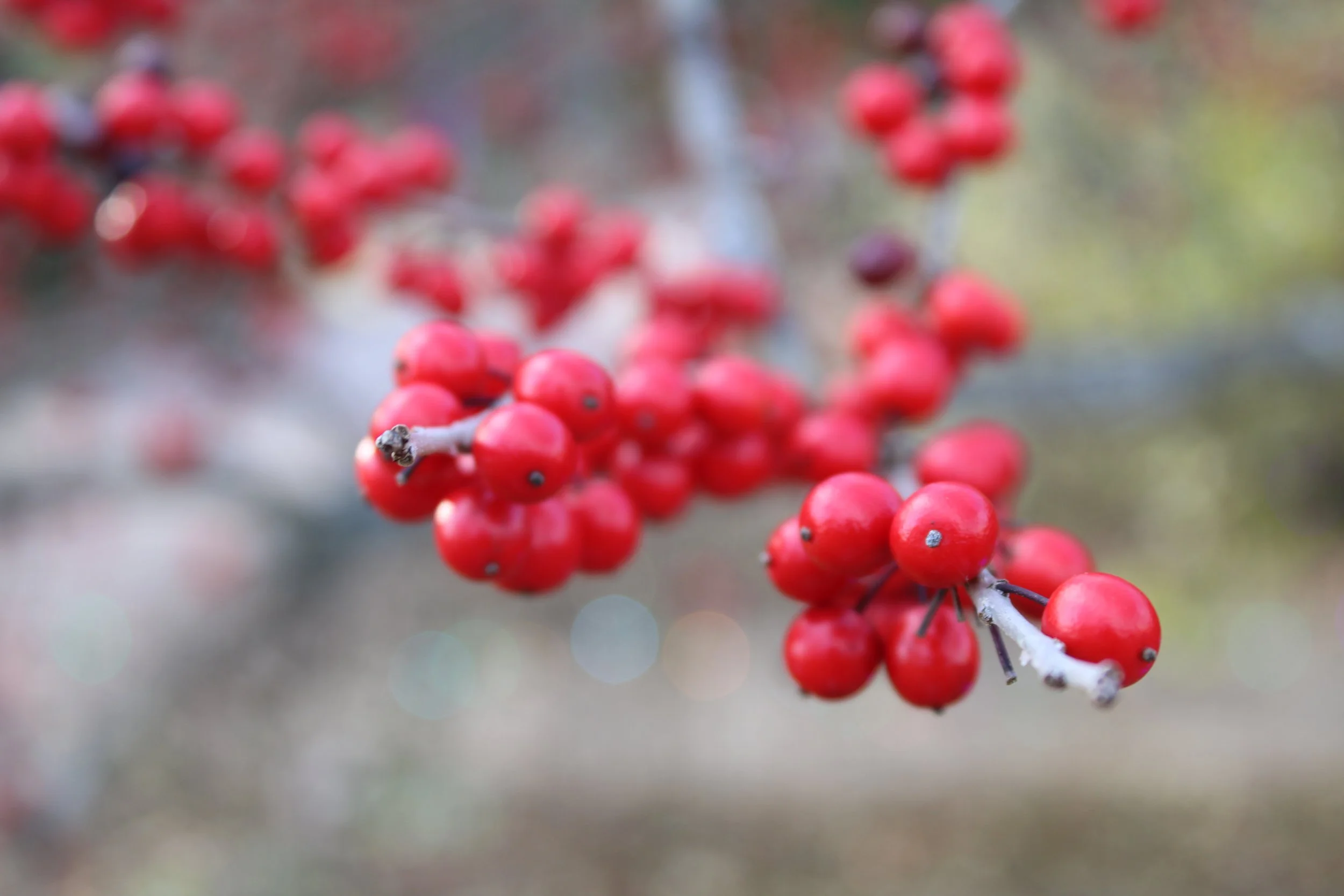 Close-up of clusters of red berries on a branch with a blurred background.