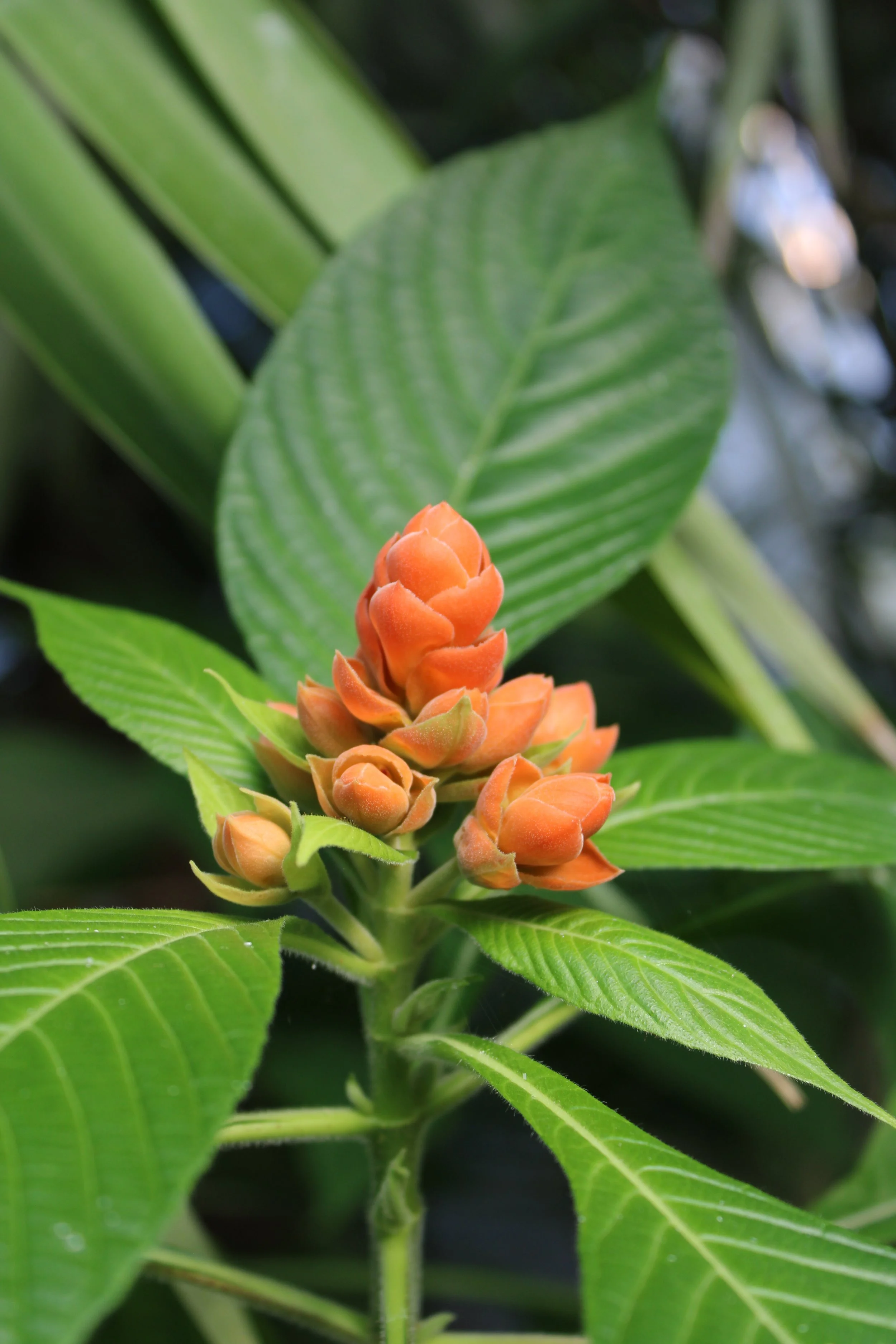 Close-up of a green plant with large leaves and an orange flower at the center.