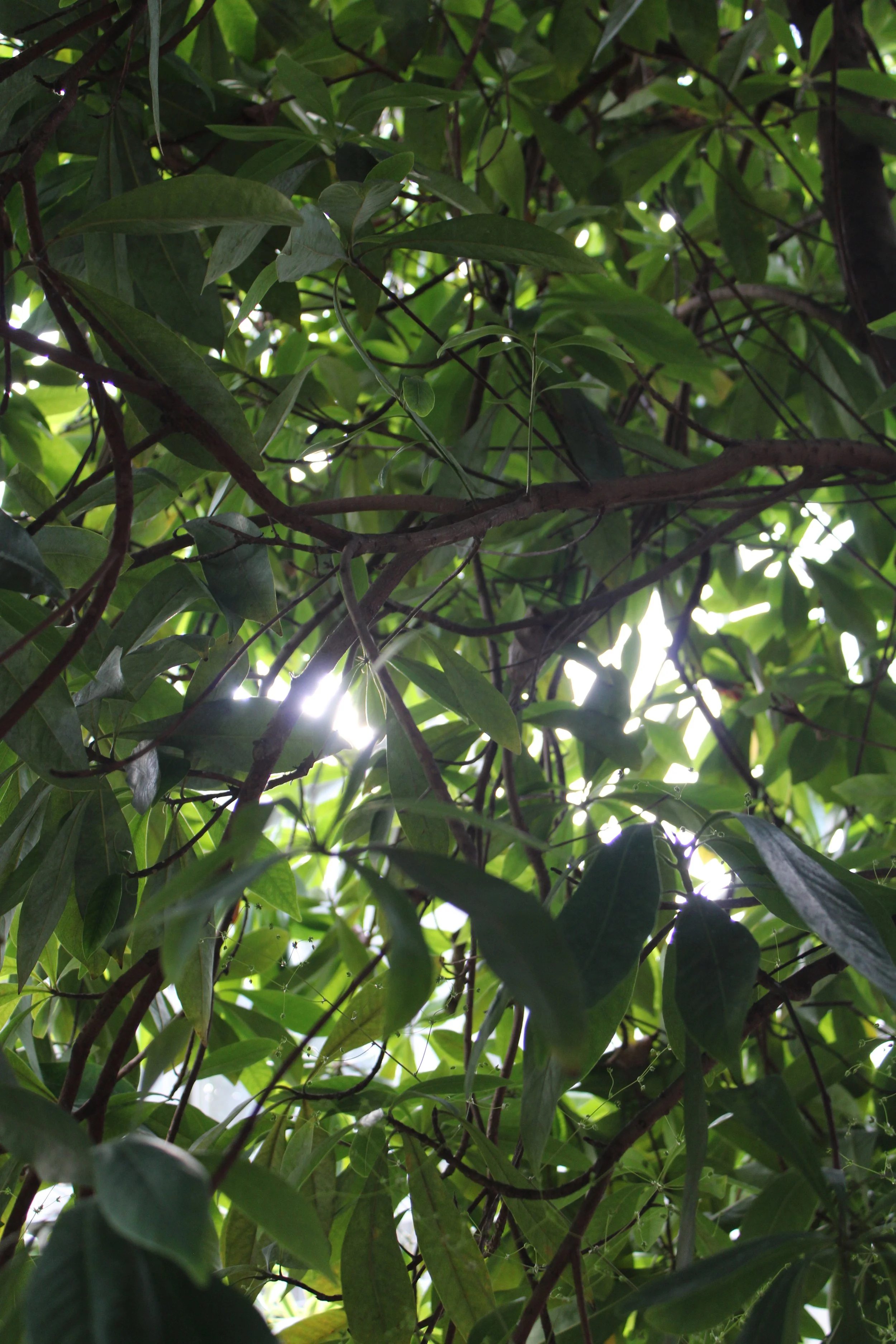 A view upwards through a dense green foliage of tree leaves with sunlight filtering through gaps in the canopy.