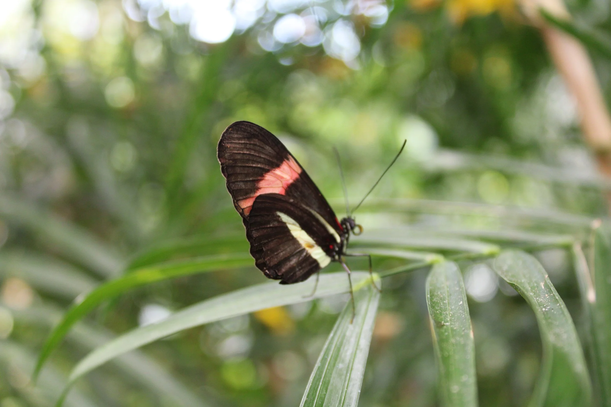 A butterfly with black, pink, and white wings perched on green leaves in a lush, natural environment.